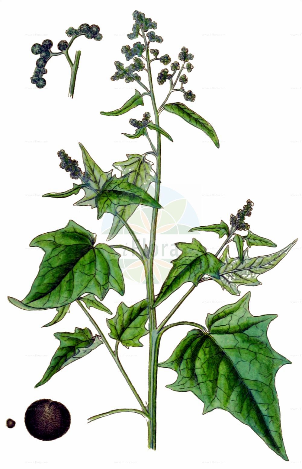 Historische Abbildung von Chenopodiastrum hybridum (Breitblättriger Gänsefuß - Maple-leaved Goosefoot). Das Bild zeigt Blatt, Bluete, Frucht und Same. ---- Historical Drawing of Chenopodiastrum hybridum (Breitblättriger Gänsefuß - Maple-leaved Goosefoot). The image is showing leaf, flower, fruit and seed.(Chenopodiastrum hybridum,Breitblättriger Gänsefuß,Maple-leaved Goosefoot,Chenopodiastrum hybridum,Chenopodium angulosum,Chenopodium hybridum,Breitblaettriger Gaensefuss,Bastard-Gaensefuss,Sautod-Gaensefuss,Stechapfelblaettriger Gaensefuss,Maple-leaved Goosefoot,Bigseed Goosefoot,Maple-leaf Goosefoot,Sowbane,Chenopodiastrum,Amaranthaceae,Fuchsschwanzgewächse,Pigweed family,Blatt,Bluete,Frucht,Same,leaf,flower,fruit,seed,Sturm (1796f))