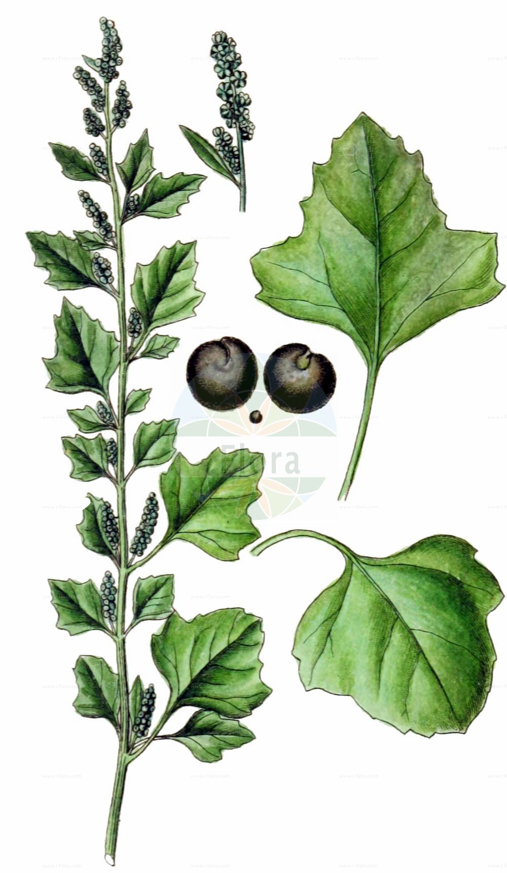 Historische Abbildung von Chenopodium opulifolium (Schneeballblättriger Gänsefuß - Grey Goosefoot). Das Bild zeigt Blatt, Bluete, Frucht und Same. ---- Historical Drawing of Chenopodium opulifolium (Schneeballblättriger Gänsefuß - Grey Goosefoot). The image is showing leaf, flower, fruit and seed.(Chenopodium opulifolium,Schneeballblättriger Gänsefuß,Grey Goosefoot,Chenopodium opulifolium,Schneeballblaettriger Gaensefuss,Grey Goosefoot,Seaport Goosefoot,Round-leaved Goosefoot,Chenopodium,Gänsefuß,Goosefoot,Amaranthaceae,Fuchsschwanzgewächse,Pigweed family,Blatt,Bluete,Frucht,Same,leaf,flower,fruit,seed,Sturm (1796f))
