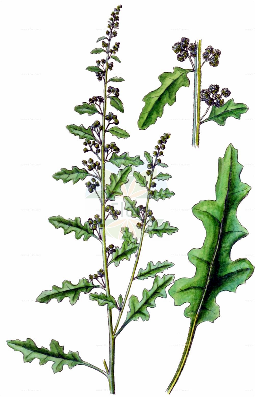 Historische Abbildung von Dysphania botrys (Klebriger Drüsengänsefuß - Sticky Goosefoot). Das Bild zeigt Blatt, Bluete, Frucht und Same. ---- Historical Drawing of Dysphania botrys (Klebriger Drüsengänsefuß - Sticky Goosefoot). The image is showing leaf, flower, fruit and seed.(Dysphania botrys,Klebriger Drüsengänsefuß,Sticky Goosefoot,Chenopodium botrys,Dysphania botrys,Klebriger Druesengaensefuss,Druesen-Gaensefuss,Klebriger Gaensefuss,Sticky Goosefoot,Jerusalem-oak Goosefoot,Dysphania,Drüsengänsefuß,Goosefoot,Amaranthaceae,Fuchsschwanzgewächse,Pigweed family,Blatt,Bluete,Frucht,Same,leaf,flower,fruit,seed,Sturm (1796f))