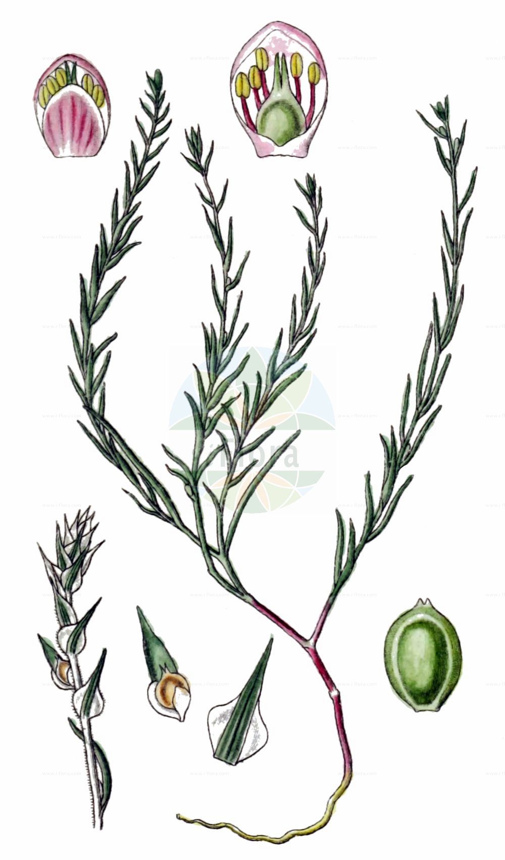 Historische Abbildung von Corispermum nitidum. Das Bild zeigt Blatt, Bluete, Frucht und Same. ---- Historical Drawing of Corispermum nitidum. The image is showing leaf, flower, fruit and seed.(Corispermum nitidum,Corispermum calvum,Corispermum nitidulum,Corispermum nitidum,Corispermum nitidum subsp. microspermum,Corispermum,Wanzensame,Bugseed,Amaranthaceae,Fuchsschwanzgewächse,Pigweed family,Blatt,Bluete,Frucht,Same,leaf,flower,fruit,seed,Sturm (1796f))