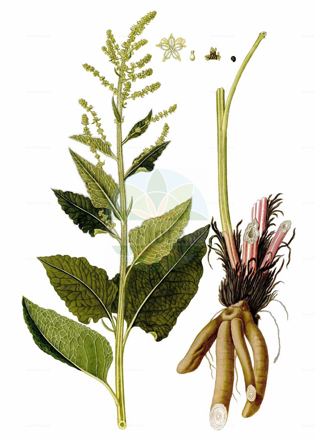 Historische Abbildung von Beta trigyna (Caucasian Beet). Das Bild zeigt Blatt, Bluete, Frucht und Same. ---- Historical Drawing of Beta trigyna (Caucasian Beet). The image is showing leaf, flower, fruit and seed.(Beta trigyna,Caucasian Beet,Beta hybrida,Beta intermedia,Beta trigyna,Beta,Rübe,Beet,Amaranthaceae,Fuchsschwanzgewächse,Pigweed family,Blatt,Bluete,Frucht,Same,leaf,flower,fruit,seed,Waldstein-Wartenberg & Kitaibel (1799-1812))