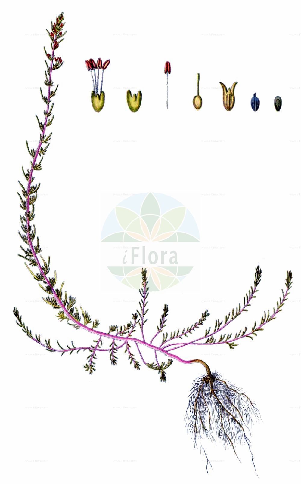 Historische Abbildung von Camphorosma annua. Das Bild zeigt Blatt, Bluete, Frucht und Same. ---- Historical Drawing of Camphorosma annua. The image is showing leaf, flower, fruit and seed.(Camphorosma annua,Camphorosma annua,Camphorosma ovata,Camphorosma,Amaranthaceae,Fuchsschwanzgewächse,Pigweed family,Blatt,Bluete,Frucht,Same,leaf,flower,fruit,seed,Waldstein-Wartenberg & Kitaibel (1799-1812))