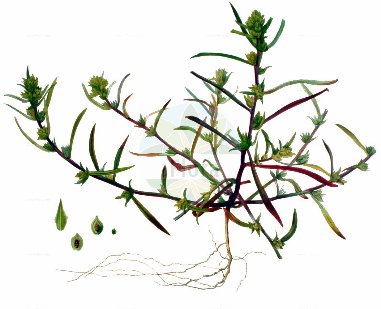 Historische Abbildung von Corispermum hyssopifolium. Das Bild zeigt Blatt, Bluete, Frucht und Same. ---- Historical Drawing of Corispermum hyssopifolium. The image is showing leaf, flower, fruit and seed.(Corispermum hyssopifolium,Corispermum czernjaevii,Corispermum glabratum,Corispermum hybridum,Corispermum hyssopifolium,Corispermum insulare,Corispermum,Wanzensame,Bugseed,Amaranthaceae,Fuchsschwanzgewächse,Pigweed family,Blatt,Bluete,Frucht,Same,leaf,flower,fruit,seed,Kops (1800-1934))