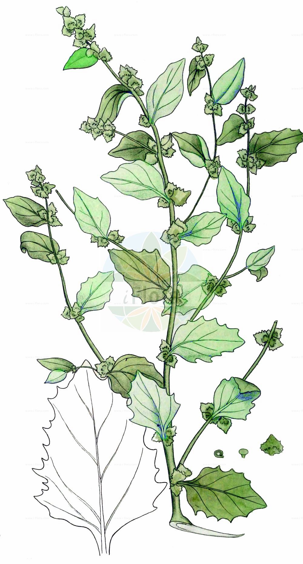 Historische Abbildung von Atriplex laciniata (Gelappte Melde - Frosted Orache). Das Bild zeigt Blatt, Bluete, Frucht und Same. ---- Historical Drawing of Atriplex laciniata (Gelappte Melde - Frosted Orache). The image is showing leaf, flower, fruit and seed.(Atriplex laciniata,Gelappte Melde,Frosted Orache,Atriplex arenaria,Atriplex laciniata,Atriplex maritima,Atriplex sabulosa,Gelappte Melde,Frosted Orache,Atriplex,Melde,Saltbush,Amaranthaceae,Fuchsschwanzgewächse,Pigweed family,Blatt,Bluete,Frucht,Same,leaf,flower,fruit,seed,Svensk Botanik (Svensk Botanik))