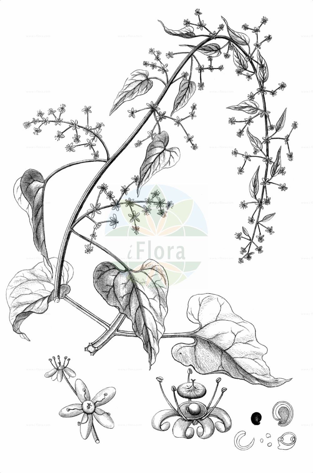 Historische Abbildung von Hablitzia tamnoides (Kaukasischer Rankspinat). Das Bild zeigt Blatt, Bluete, Frucht und Same. ---- Historical Drawing of Hablitzia tamnoides (Kaukasischer Rankspinat). The image is showing leaf, flower, fruit and seed.(Hablitzia tamnoides,Kaukasischer Rankspinat,Hablitzia tamnoides,Kaukasischer Rankspinat,Hablitzia,Rankspinat,Amaranthaceae,Fuchsschwanzgewächse,Pigweed family,Blatt,Bluete,Frucht,Same,leaf,flower,fruit,seed,Reichenbach (1823-1832))