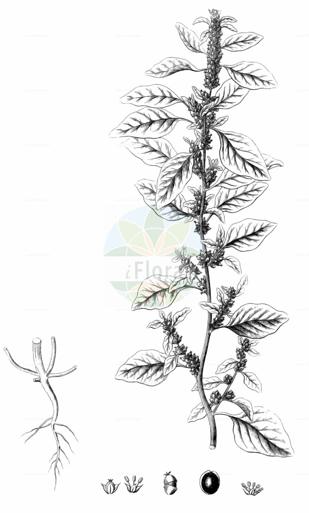 Historische Abbildung von Amaranthus graecizans (Griechischer Fuchsschwanz - Short-tepalled Pigweed). Das Bild zeigt Blatt, Bluete, Frucht und Same. ---- Historical Drawing of Amaranthus graecizans (Griechischer Fuchsschwanz - Short-tepalled Pigweed). The image is showing leaf, flower, fruit and seed.(Amaranthus graecizans,Griechischer Fuchsschwanz,Short-tepalled Pigweed,Amaranthus angustifolius,Amaranthus graecizans,Galliaria graecizans,Glomeraria graecizans,Griechischer Fuchsschwanz,Short-tepalled Pigweed,Mat Amaranth,Tumbleweed,Mediterranean Amaranth,Tumbling Pigweed,White Pigweed,Amaranthus,Fuchsschwanz,Pigweed,Amaranthaceae,Fuchsschwanzgewächse,Pigweed family,Blatt,Bluete,Frucht,Same,leaf,flower,fruit,seed,Reichenbach (1823-1832))