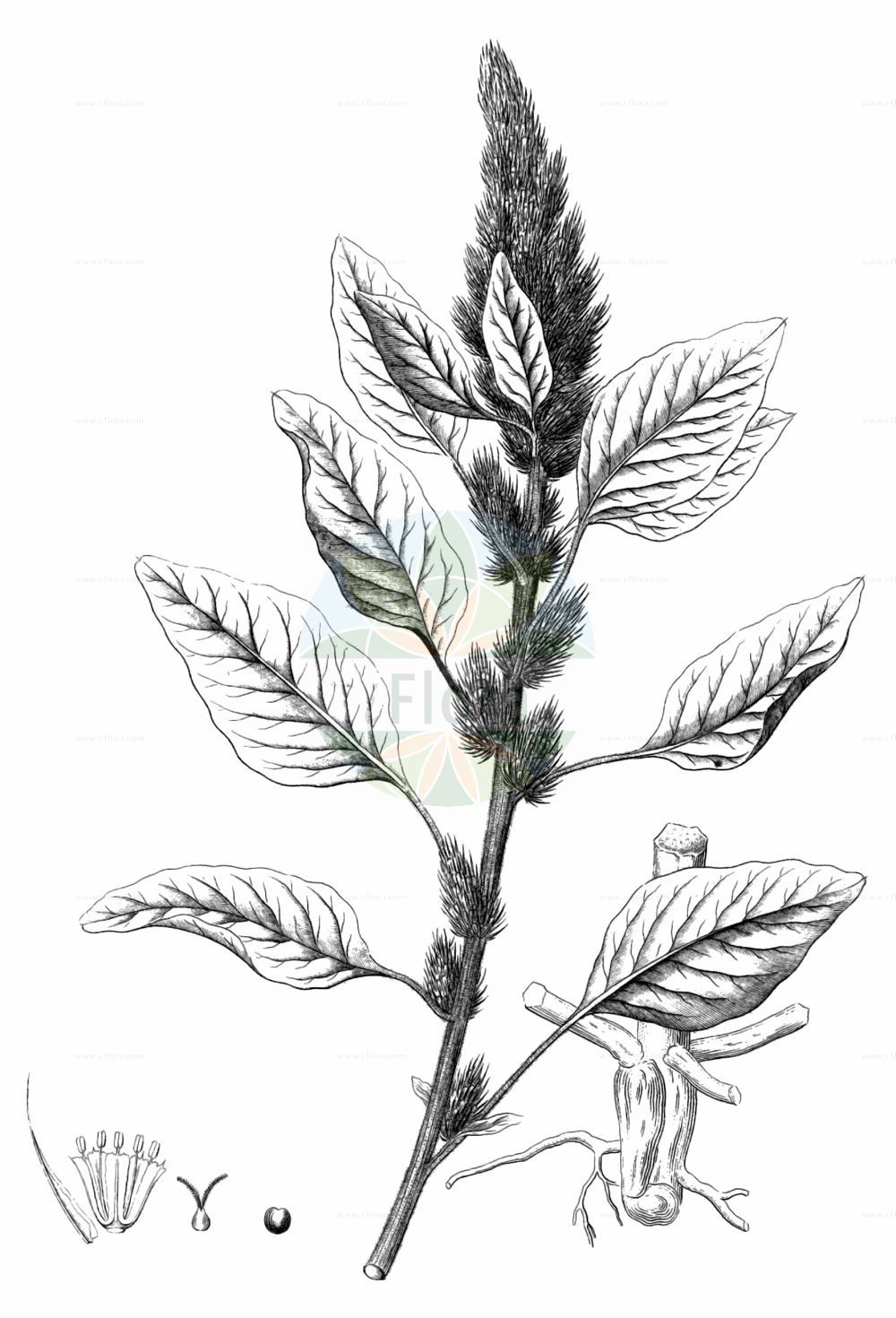 Historische Abbildung von Amaranthus retroflexus (Zurückgekrümmter Fuchsschwanz - Common Amaranth). Das Bild zeigt Blatt, Bluete, Frucht und Same. ---- Historical Drawing of Amaranthus retroflexus (Zurückgekrümmter Fuchsschwanz - Common Amaranth). The image is showing leaf, flower, fruit and seed.(Amaranthus retroflexus,Zurückgekrümmter Fuchsschwanz,Common Amaranth,Amaranthus retroflexus,Amaranthus strictus,Galliaria retroflexa,Zurueckgekruemmter Fuchsschwanz,Zurueckgekruemmter Amarant,Common Amaranth,Careless Weed,Pigweed,Redroot,Redroot Amaranth,Redroot Pigweed,Slender Pigweed,Wild Amaranth,Amaranthus,Fuchsschwanz,Pigweed,Amaranthaceae,Fuchsschwanzgewächse,Pigweed family,Blatt,Bluete,Frucht,Same,leaf,flower,fruit,seed,Reichenbach (1823-1832))