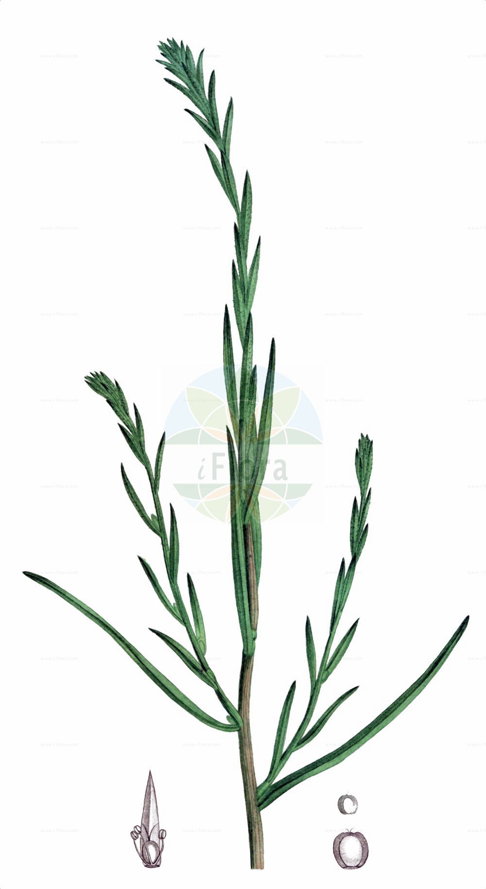 Historische Abbildung von Corispermum hyssopifolium. Das Bild zeigt Blatt, Bluete, Frucht und Same. ---- Historical Drawing of Corispermum hyssopifolium. The image is showing leaf, flower, fruit and seed.(Corispermum hyssopifolium,Corispermum czernjaevii,Corispermum glabratum,Corispermum hybridum,Corispermum hyssopifolium,Corispermum insulare,Corispermum,Wanzensame,Bugseed,Amaranthaceae,Fuchsschwanzgewächse,Pigweed family,Blatt,Bluete,Frucht,Same,leaf,flower,fruit,seed,de Saint-Hilaire (1828-1833))