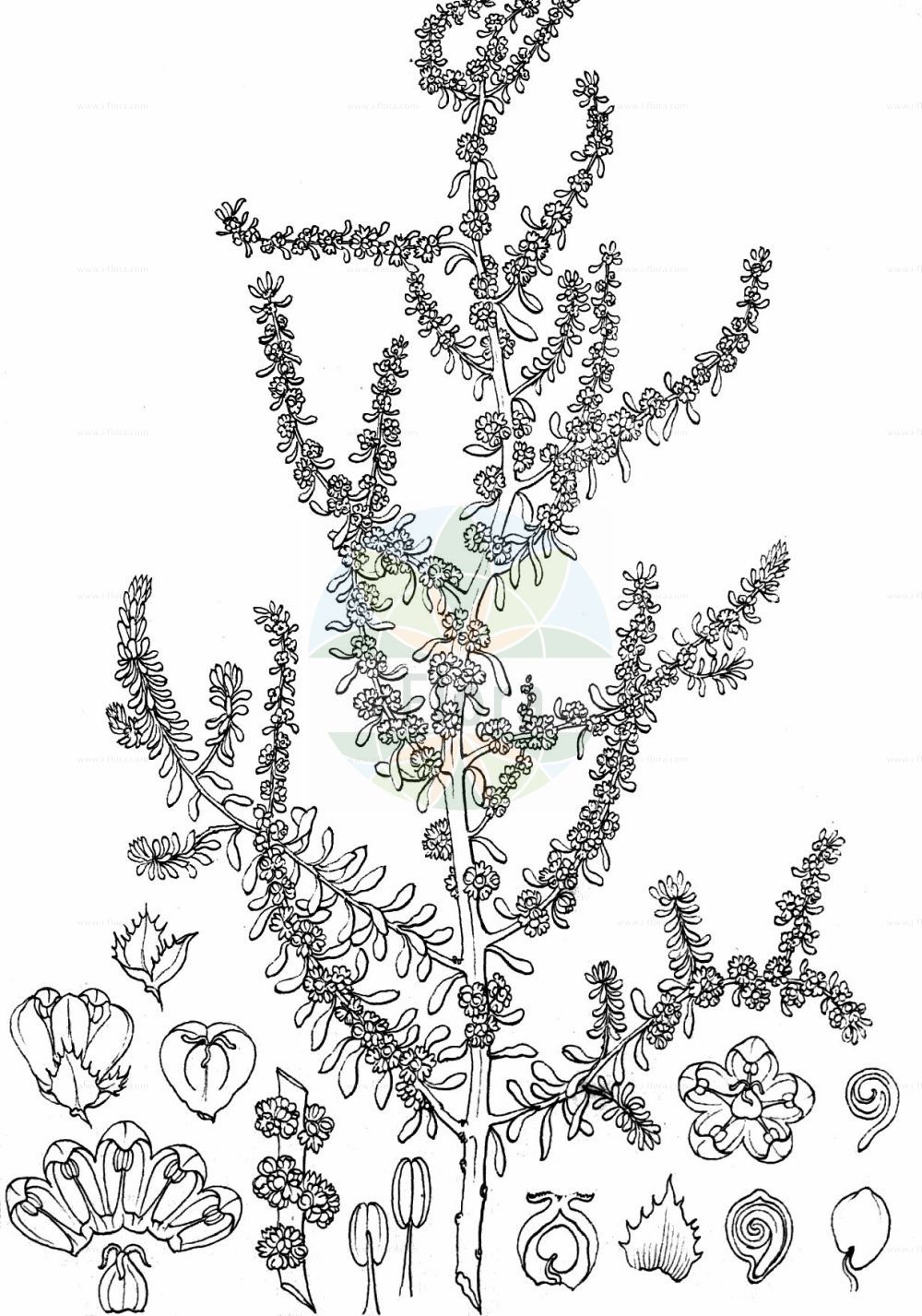Historische Abbildung von Suaeda maritima (Strandsode - Annual Sea-blite). Das Bild zeigt Blatt, Bluete, Frucht und Same. ---- Historical Drawing of Suaeda maritima (Strandsode - Annual Sea-blite). The image is showing leaf, flower, fruit and seed.(Suaeda maritima,Strandsode,Annual Sea-blite,Chenopodium maritimum,Suaeda cavanillesiana,Suaeda jacquinii,Suaeda maritima,Strandsode,Chenopodium maritimum L.,Annual Sea-blite,Herbaceous Seepweed,Atlantic Sea-blite,Salt Goosefoot,Suaeda,Sode,Sea-blite,Amaranthaceae,Fuchsschwanzgewächse,Pigweed family,Blatt,Bluete,Frucht,Same,leaf,flower,fruit,seed,Wight (1840-1850))