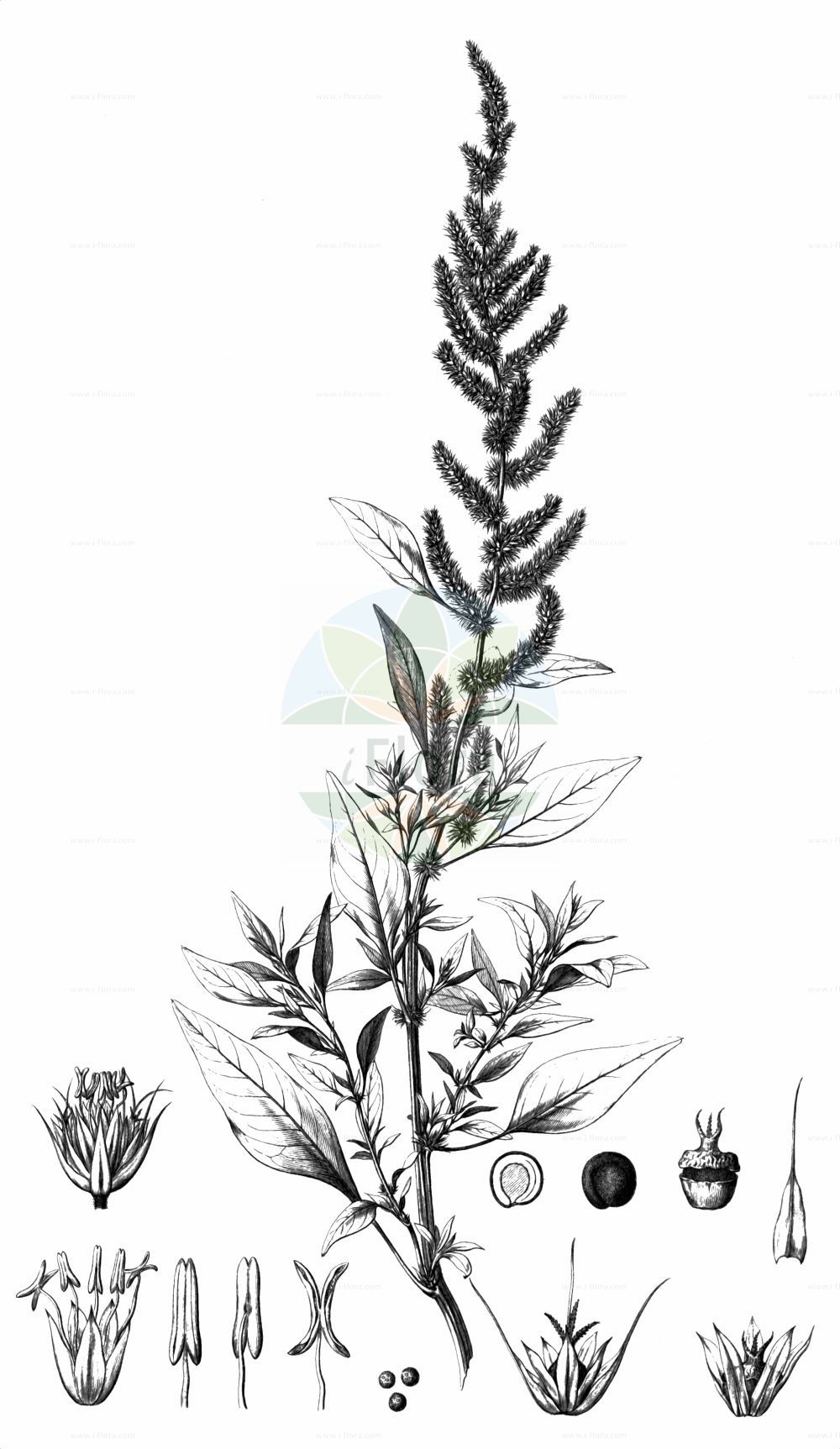 Historische Abbildung von Amaranthus hypochondriacus. Das Bild zeigt Blatt, Bluete, Frucht und Same. ---- Historical Drawing of Amaranthus hypochondriacus. The image is showing leaf, flower, fruit and seed.(Amaranthus hypochondriacus,Amaranthus hypochondriacus,Amaranthus,Fuchsschwanz,Pigweed,Amaranthaceae,Fuchsschwanzgewächse,Pigweed family,Blatt,Bluete,Frucht,Same,leaf,flower,fruit,seed,von Martius et al. (1840-1904))