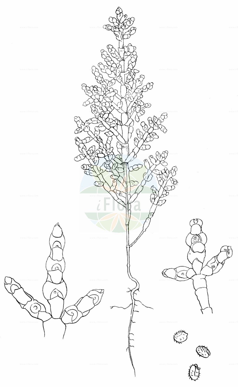 Historische Abbildung von Salicornia disarticulata. Das Bild zeigt Blatt, Bluete, Frucht und Same. ---- Historical Drawing of Salicornia disarticulata. The image is showing leaf, flower, fruit and seed.(Salicornia disarticulata,Salicornia disarticulata,Salicornia,Queller,Glassworts,Amaranthaceae,Fuchsschwanzgewächse,Pigweed family,Blatt,Bluete,Frucht,Same,leaf,flower,fruit,seed,Journal of Botany,British and foreign (1863f))