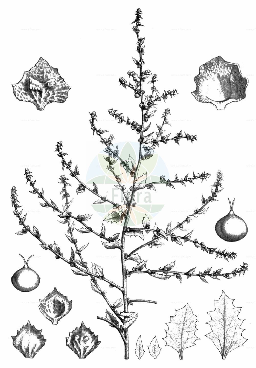 Historische Abbildung von Atriplex rosea (Rosen-Melde - Redscale). Das Bild zeigt Blatt, Bluete, Frucht und Same. ---- Historical Drawing of Atriplex rosea (Rosen-Melde - Redscale). The image is showing leaf, flower, fruit and seed.(Atriplex rosea,Rosen-Melde,Redscale,Atriplex foliolosa,Atriplex rosea,Atriplex rosea subsp. foliolosa,Rosen-Melde,Redscale,Red Orache,Tumbling Orache,Tumbling Saltweed,Atriplex,Melde,Saltbush,Amaranthaceae,Fuchsschwanzgewächse,Pigweed family,Blatt,Bluete,Frucht,Same,leaf,flower,fruit,seed,de Coincy (1893-1901))