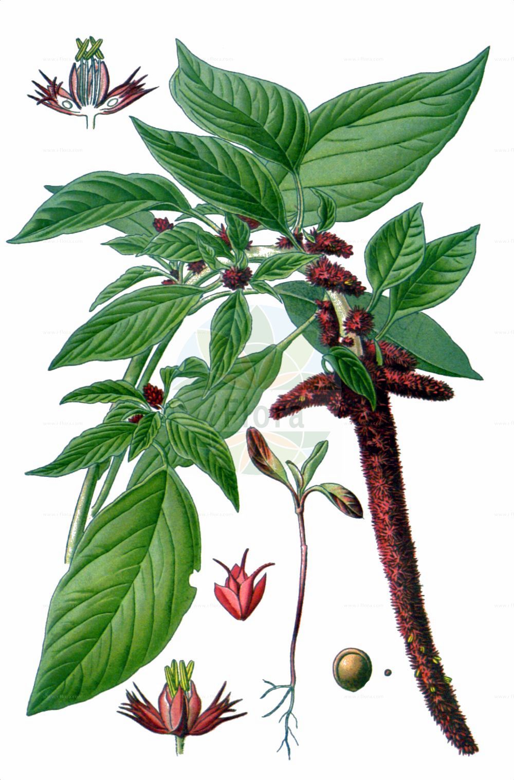 Historische Abbildung von Amaranthus caudatus. Das Bild zeigt Blatt, Bluete, Frucht und Same. ---- Historical Drawing of Amaranthus caudatus. The image is showing leaf, flower, fruit and seed.(Amaranthus caudatus,Amaranthus caudatus,Amaranthus mantegazzianus,Amaranthus maximus,Amaranthus,Fuchsschwanz,Pigweed,Amaranthaceae,Fuchsschwanzgewächse,Pigweed family,Blatt,Bluete,Frucht,Same,leaf,flower,fruit,seed,Step et al. (1896-1897))