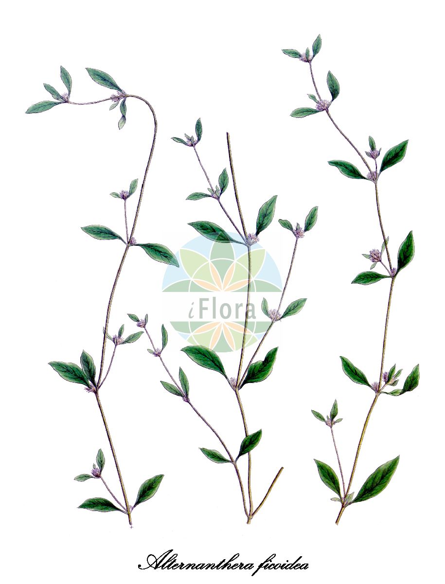 Historische Abbildung von Alternanthera ficoidea (Papageienblatt - Sanguina rea). Das Bild zeigt Blatt, Bluete, Frucht und Same. ---- Historical Drawing of Alternanthera ficoidea (Papageienblatt - Sanguina rea). The image is showing leaf, flower, fruit and seed.(Alternanthera ficoidea,Papageienblatt,Sanguina rea,Gomphrena ficoidea,Alternanthera,Alligatorkraut,Amaranthaceae,Fuchsschwanzgewächse,Amaranth Family,Blatt,Bluete,Frucht,Same,leaf,flower,fruit,seed,von Martius (1824-1832))