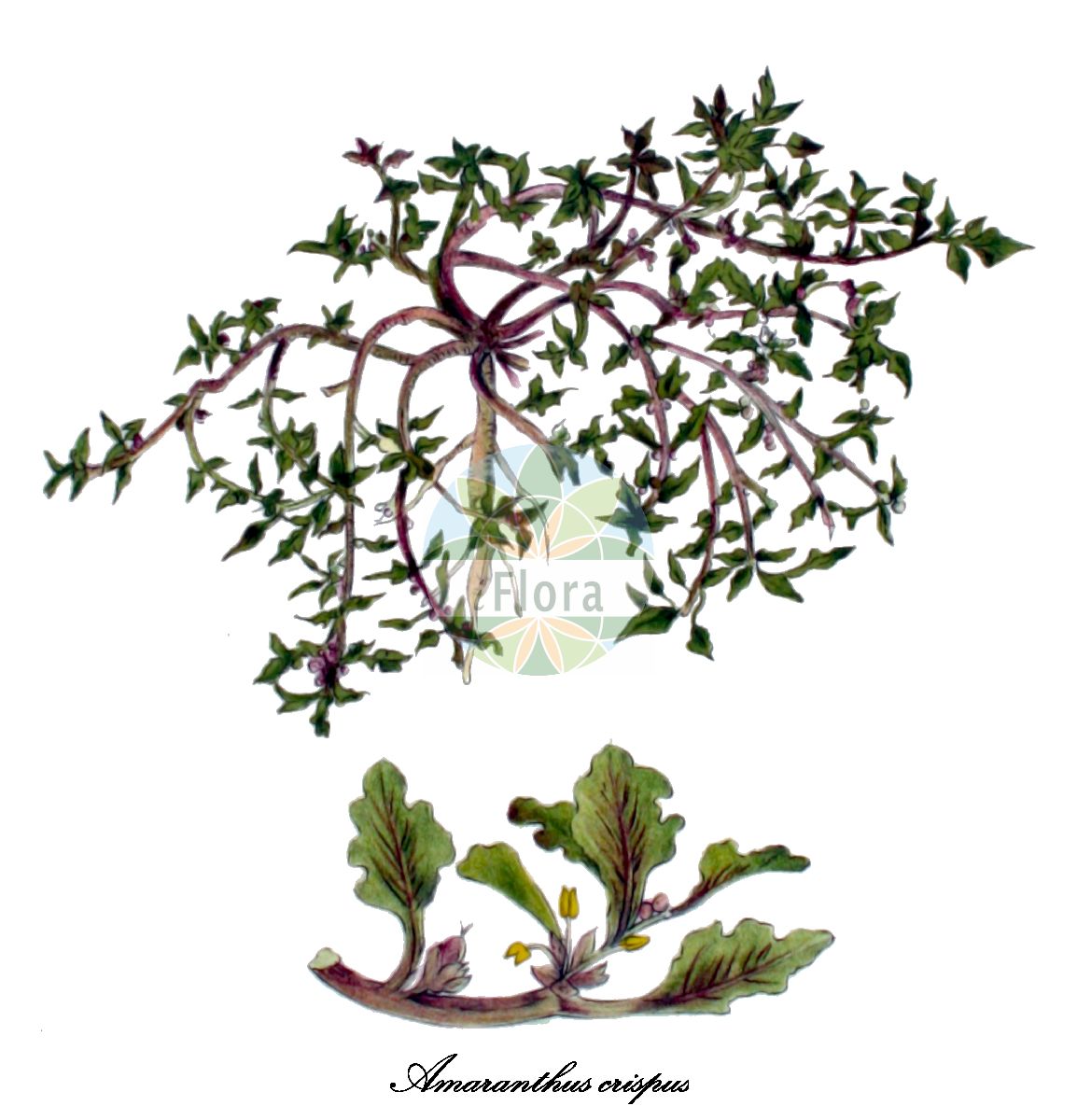 Historische Abbildung von Amaranthus crispus (Krauser Fuchsschwanz - Crisp-leaved amaranth). Das Bild zeigt Blatt, Bluete, Frucht und Same. ---- Historical Drawing of Amaranthus crispus (Krauser Fuchsschwanz - Crisp-leaved amaranth). The image is showing leaf, flower, fruit and seed.(Amaranthus crispus,Krauser Fuchsschwanz,Crisp-leaved amaranth,Euxolus crispus,Amaranthus,Amarant,Amaranth,Amaranthaceae,Fuchsschwanzgewächse,Amaranth Family,Blatt,Bluete,Frucht,Same,leaf,flower,fruit,seed,Kops (1800-1934))