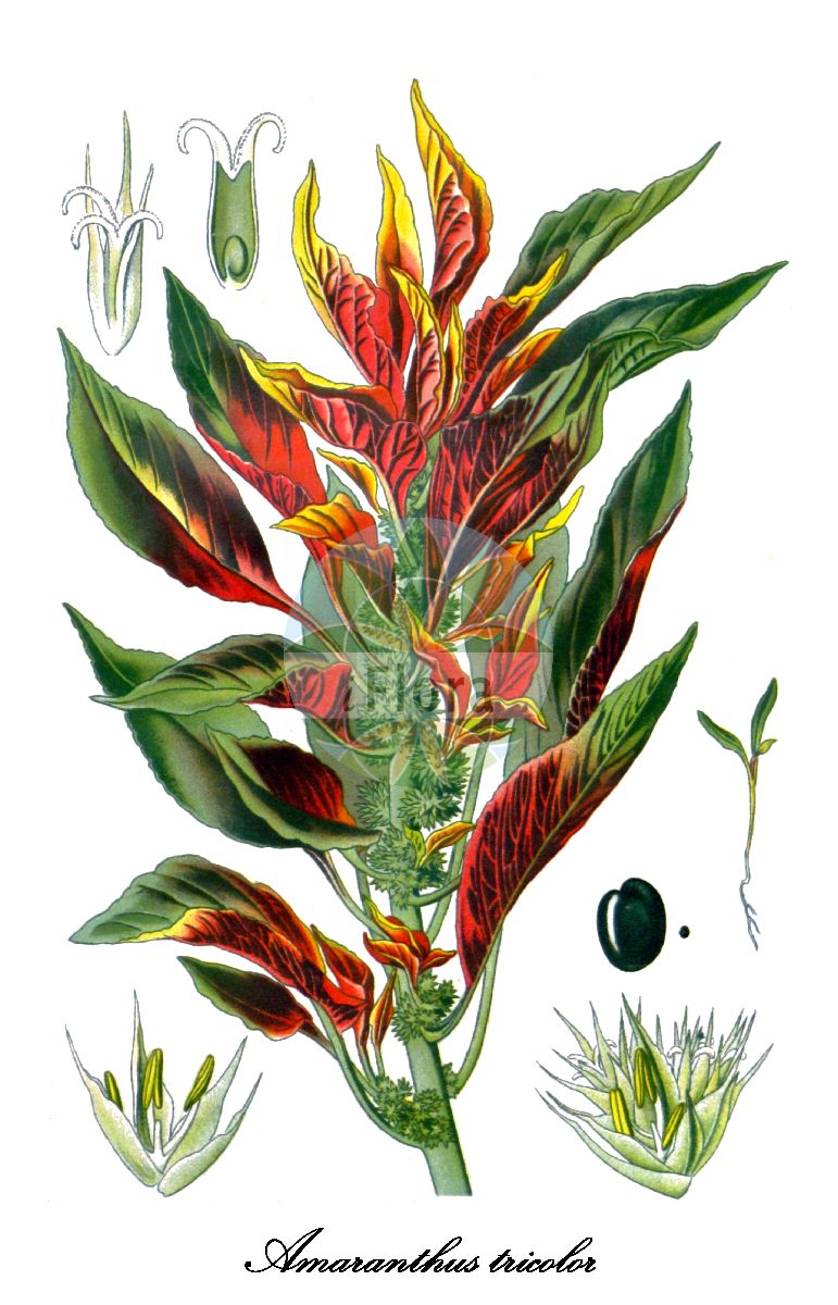 Historische Abbildung von Amaranthus tricolor (Dreifarben-Amarant - Joseph’s coat). Das Bild zeigt Blatt, Bluete, Frucht und Same. ---- Historical Drawing of Amaranthus tricolor (Dreifarben-Amarant - Joseph’s coat). The image is showing leaf, flower, fruit and seed.(Amaranthus tricolor,Dreifarben-Amarant,Joseph’s coat,Albersia polygama,Amaranthus mangostanus,Amaranthus melancholicus,Amaranthus polygamus,Amaranthus tristis,Amaranthus,Amarant,Amaranth,Amaranthaceae,Fuchsschwanzgewächse,Amaranth Family,Blatt,Bluete,Frucht,Same,leaf,flower,fruit,seed,Step et al. (1896-1897))