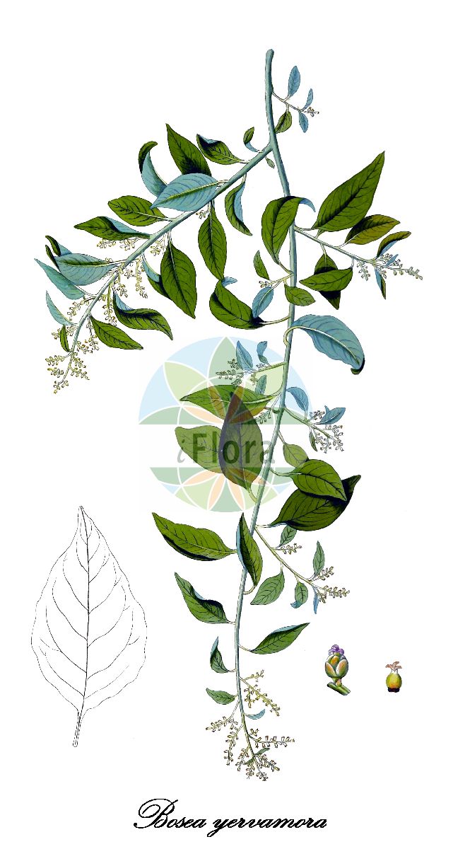 Historische Abbildung von Bosea yervamora. Das Bild zeigt Blatt, Bluete, Frucht und Same. ---- Historical Drawing of Bosea yervamora. The image is showing leaf, flower, fruit and seed.(Bosea yervamora,Yervamora canariensis,Bosea,Amaranthaceae,Fuchsschwanzgewächse,Amaranth Family,Blatt,Bluete,Frucht,Same,leaf,flower,fruit,seed,von Jacquin (1811-1844))