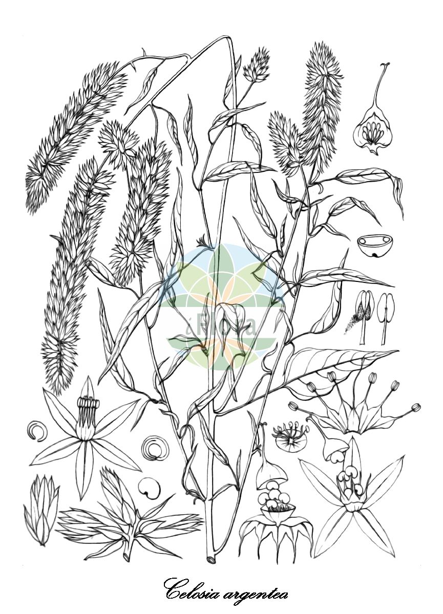 Historische Abbildung von Celosia argentea (Silber-Brandschopf - Silver cockscomb). Das Bild zeigt Blatt, Bluete, Frucht und Same. ---- Historical Drawing of Celosia argentea (Silber-Brandschopf - Silver cockscomb). The image is showing leaf, flower, fruit and seed.(Celosia argentea,Silber-Brandschopf,Silver cockscomb,Celosia,Brandschopf,Cockscomb,Amaranthaceae,Fuchsschwanzgewächse,Amaranth Family,Blatt,Bluete,Frucht,Same,leaf,flower,fruit,seed,Wight (1846-1851))
