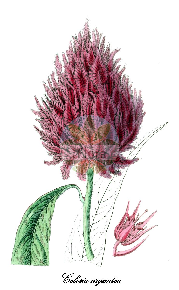 Historische Abbildung von Celosia argentea (Silber-Brandschopf - Silver cockscomb). Das Bild zeigt Blatt, Bluete, Frucht und Same. ---- Historical Drawing of Celosia argentea (Silber-Brandschopf - Silver cockscomb). The image is showing leaf, flower, fruit and seed.(Celosia argentea,Silber-Brandschopf,Silver cockscomb,Celosia,Brandschopf,Cockscomb,Amaranthaceae,Fuchsschwanzgewächse,Amaranth Family,Blatt,Bluete,Frucht,Same,leaf,flower,fruit,seed,Edwards Botanical Register (1829f))