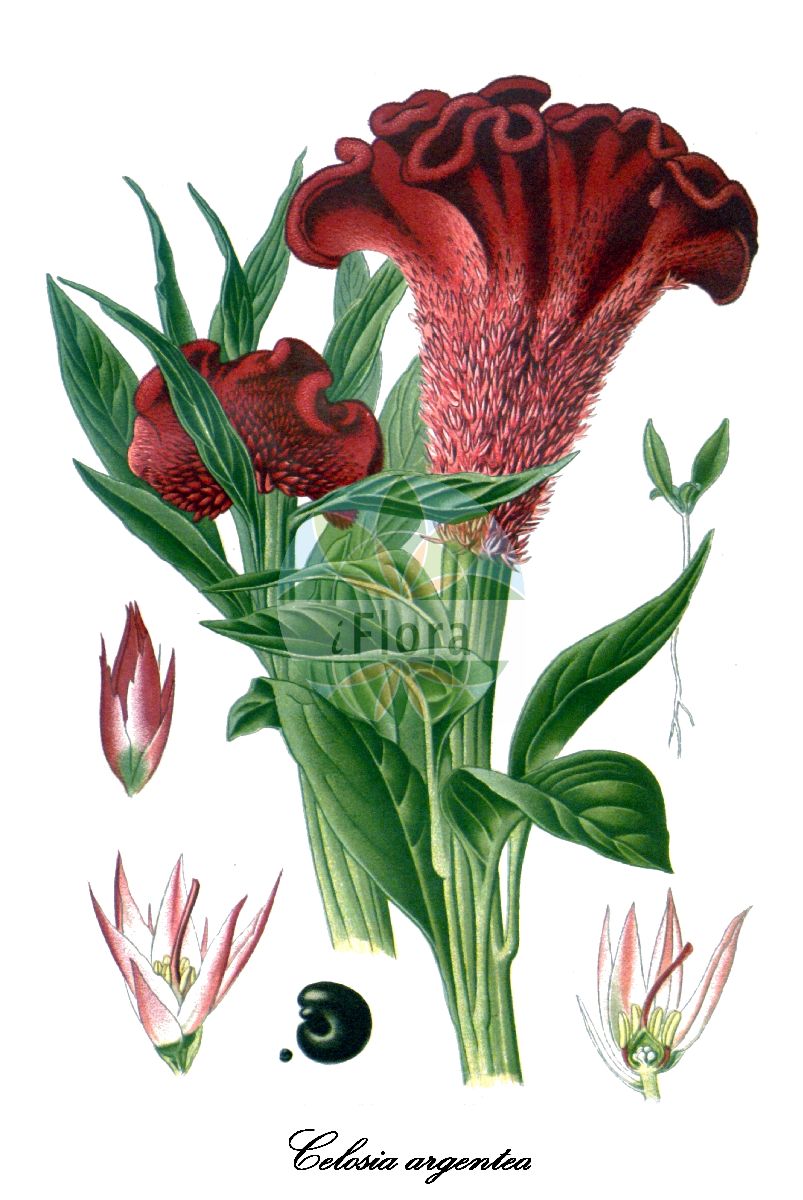 Historische Abbildung von Celosia argentea (Silber-Brandschopf - Silver cockscomb). Das Bild zeigt Blatt, Bluete, Frucht und Same. ---- Historical Drawing of Celosia argentea (Silber-Brandschopf - Silver cockscomb). The image is showing leaf, flower, fruit and seed.(Celosia argentea,Silber-Brandschopf,Silver cockscomb,Celosia,Brandschopf,Cockscomb,Amaranthaceae,Fuchsschwanzgewächse,Amaranth Family,Blatt,Bluete,Frucht,Same,leaf,flower,fruit,seed,Step et al. (1896-1897))