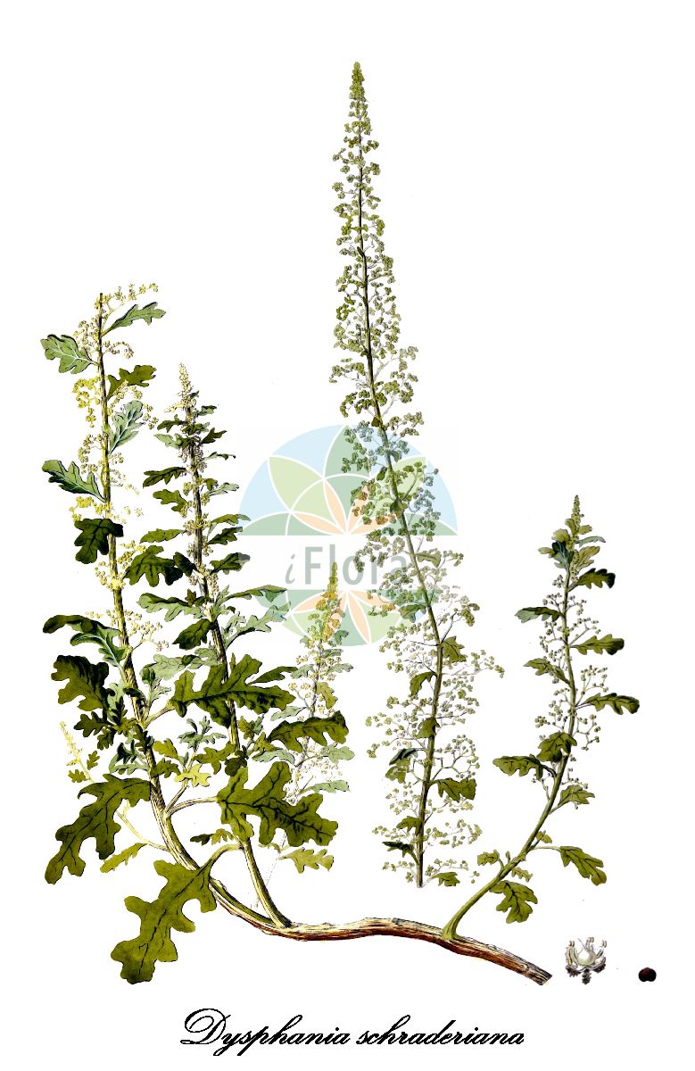 Historische Abbildung von Dysphania schraderiana (Schraders Gänsefuß). Das Bild zeigt Blatt, Bluete, Frucht und Same. ---- Historical Drawing of Dysphania schraderiana (Schraders Gänsefuß). The image is showing leaf, flower, fruit and seed.(Dysphania schraderiana,Schraders Gänsefuß,Chenopodium schraderianum,Dysphania,Drüsengänsefuß,Goosefoot,Amaranthaceae,Fuchsschwanzgewächse,Amaranth Family,Blatt,Bluete,Frucht,Same,leaf,flower,fruit,seed,von Jacquin (1811-1844))