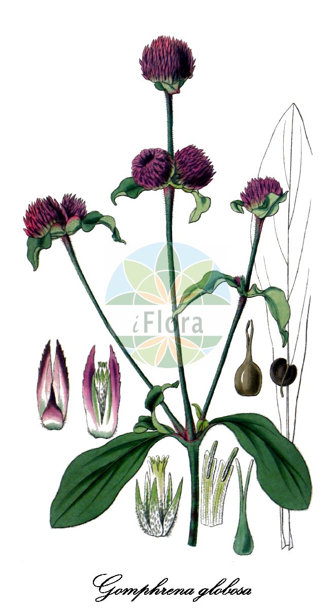 Historische Abbildung von Gomphrena globosa (Echter Kugelamarant - Common globe-amaranth). Das Bild zeigt Blatt, Bluete, Frucht und Same. ---- Historical Drawing of Gomphrena globosa (Echter Kugelamarant - Common globe-amaranth). The image is showing leaf, flower, fruit and seed.(Gomphrena globosa,Echter Kugelamarant,Common globe-amaranth,Gomphrena,Kugelamarant,Amaranthaceae,Fuchsschwanzgewächse,Amaranth Family,Blatt,Bluete,Frucht,Same,leaf,flower,fruit,seed,Curtis Botanical Magazine (1828))
