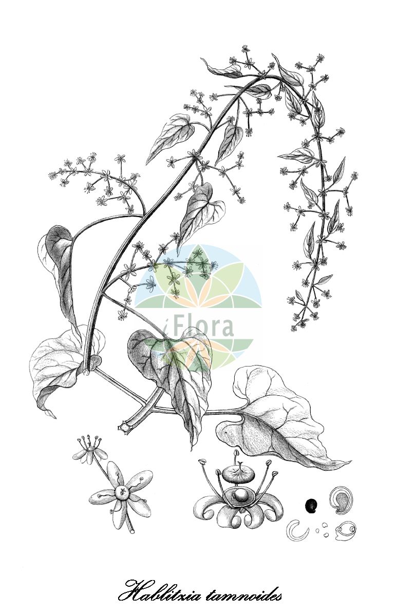 Historische Abbildung von Hablitzia tamnoides (Kaukasischer Rankspinat). Das Bild zeigt Blatt, Bluete, Frucht und Same. ---- Historical Drawing of Hablitzia tamnoides (Kaukasischer Rankspinat). The image is showing leaf, flower, fruit and seed.(Hablitzia tamnoides,Kaukasischer Rankspinat,Hablitzia,Rankspinat,Amaranthaceae,Fuchsschwanzgewächse,Amaranth Family,Blatt,Bluete,Frucht,Same,leaf,flower,fruit,seed,Reichenbach (1823-1832))