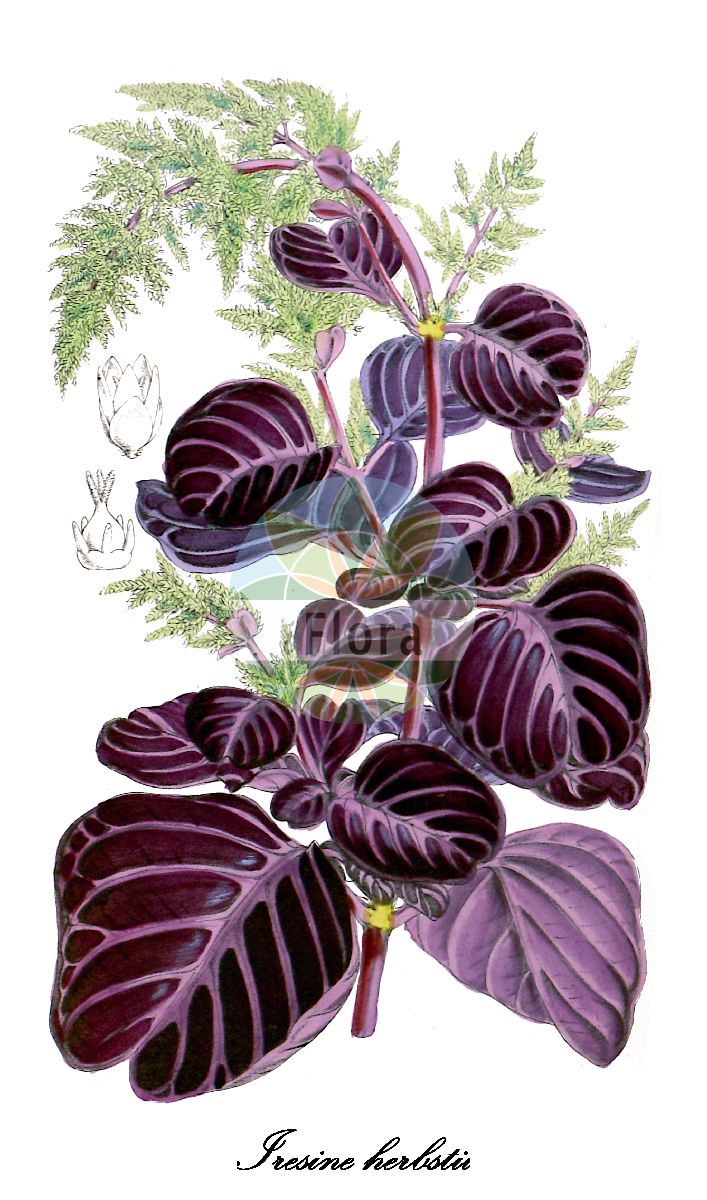 Historische Abbildung von Iresine herbstii (Brasilianische Iresine). Das Bild zeigt Blatt, Bluete, Frucht und Same. ---- Historical Drawing of Iresine herbstii (Brasilianische Iresine). The image is showing leaf, flower, fruit and seed.(Iresine herbstii,Brasilianische Iresine,Iresine,Iresine,Bloodleaf,Amaranthaceae,Fuchsschwanzgewächse,Amaranth Family,Blatt,Bluete,Frucht,Same,leaf,flower,fruit,seed,Curtis Botanical Magazine (1865))