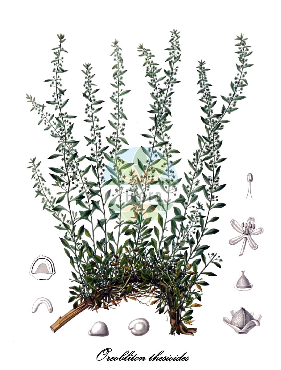 Historische Abbildung von Oreobliton thesioides. Das Bild zeigt Blatt, Bluete, Frucht und Same. ---- Historical Drawing of Oreobliton thesioides. The image is showing leaf, flower, fruit and seed.(Oreobliton thesioides,Oreobliton chenopodioides,Oreobliton,Amaranthaceae,Fuchsschwanzgewächse,Amaranth Family,Blatt,Bluete,Frucht,Same,leaf,flower,fruit,seed,Durieu de Maisonneuve & Bory de Saint-Vincent (1849))