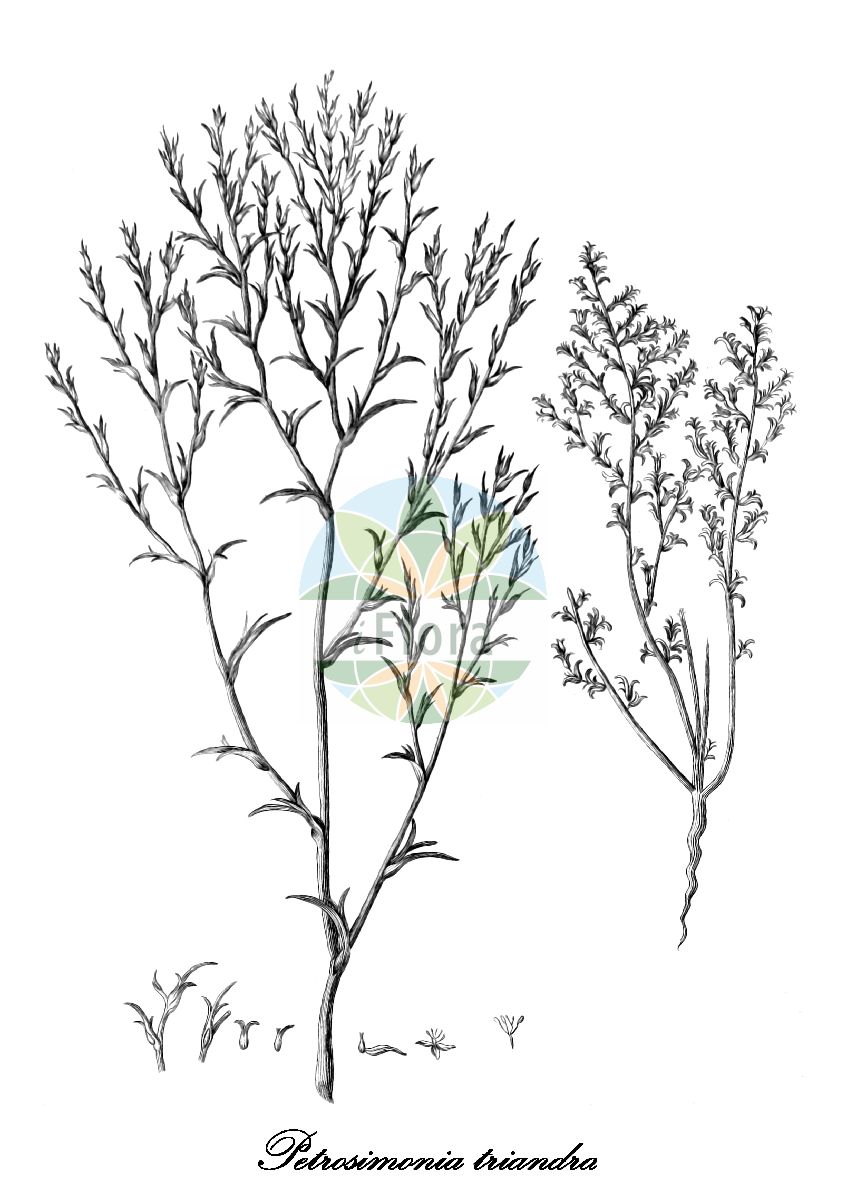 Historische Abbildung von Petrosimonia triandra. Das Bild zeigt Blatt, Bluete, Frucht und Same. ---- Historical Drawing of Petrosimonia triandra. The image is showing leaf, flower, fruit and seed.(Petrosimonia triandra,Petrosimonia volvox,Polycnemum triandrum,Petrosimonia,Amaranthaceae,Fuchsschwanzgewächse,Amaranth Family,Blatt,Bluete,Frucht,Same,leaf,flower,fruit,seed,Pallas (1794))