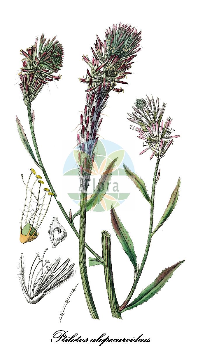 Historische Abbildung von Ptilotus alopecuroideus. Das Bild zeigt Blatt, Bluete, Frucht und Same. ---- Historical Drawing of Ptilotus alopecuroideus. The image is showing leaf, flower, fruit and seed.(Ptilotus alopecuroideus,Ptilotus,Lämmerschwanz,Amaranthaceae,Fuchsschwanzgewächse,Amaranth Family,Blatt,Bluete,Frucht,Same,leaf,flower,fruit,seed,Edwards Botanical Register (1839))