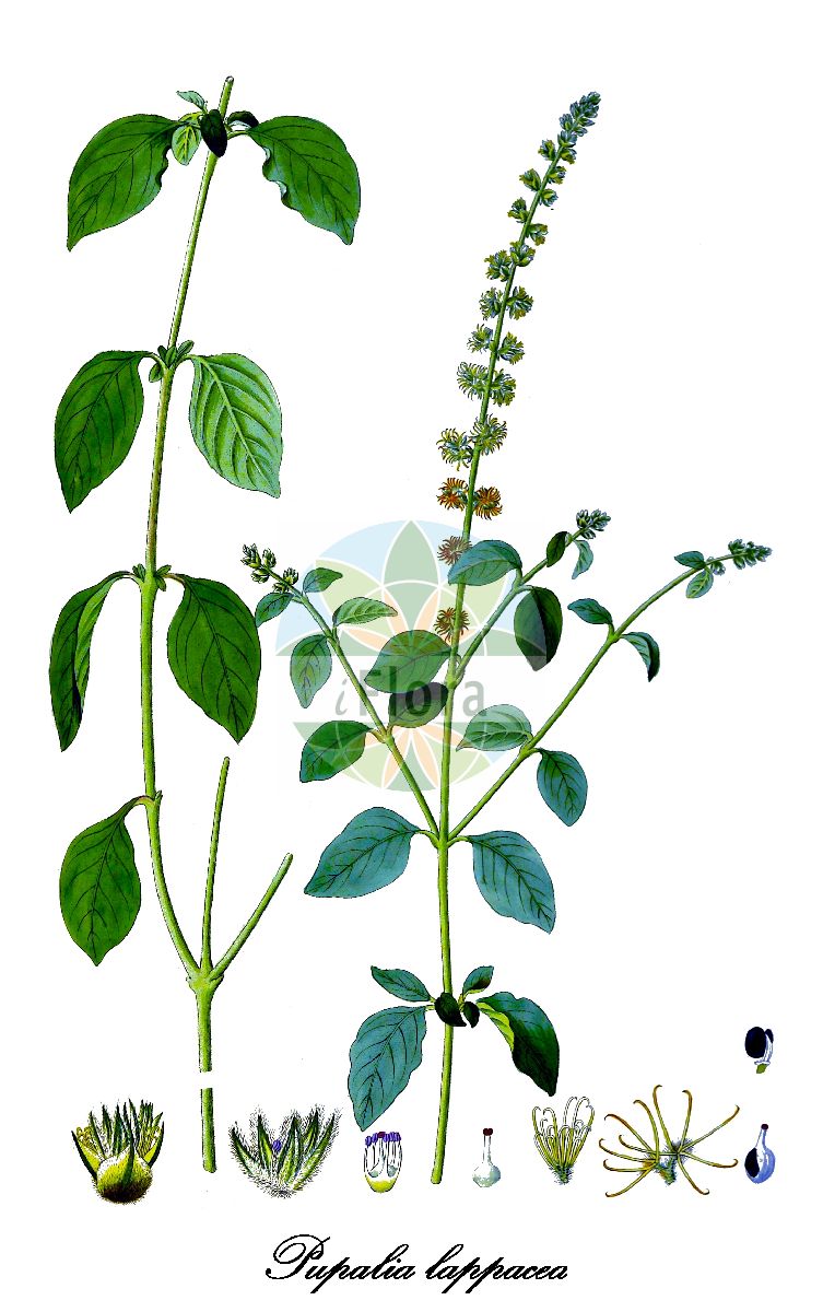 Historische Abbildung von Pupalia lappacea. Das Bild zeigt Blatt, Bluete, Frucht und Same. ---- Historical Drawing of Pupalia lappacea. The image is showing leaf, flower, fruit and seed.(Pupalia lappacea,Achyranthes lappacea,Pupalia,Amaranthaceae,Fuchsschwanzgewächse,Amaranth Family,Blatt,Bluete,Frucht,Same,leaf,flower,fruit,seed,von Jacquin (1811-1844))