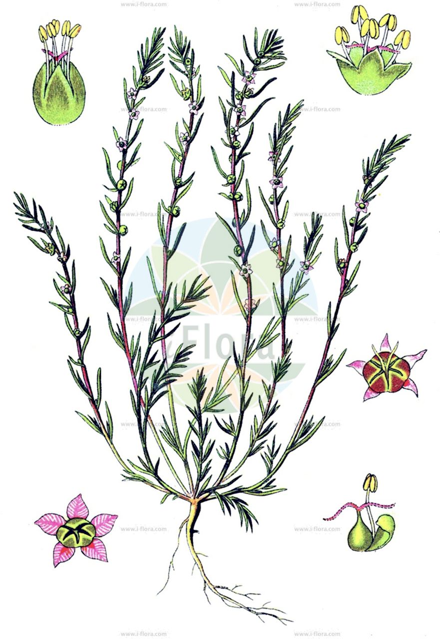 Bassia laniflora - Amaranthaceae,Plantae,Pteridobiotina,Angiosperms,Caryophyllales,Amaranthaceae,Bassia,Bassia laniflora,Chenopodium arenarium, Kochia laniflora, Salsola arenaria, Salsola arenaria, Salsola dasyphylla, Salsola laniflora, Willemetia arenaria,Sand-Radmelde;sand smotherweed;bassia à fleurs laineuses;bassia laineuse;kochia des sables;granata arenaria;кохия шершистоцветная;pješčarska metlica;mietelnik piaskowy;homoki seprőfű;bytel vlnokvětý;basia vlnokvetá;kochia vlnatá;віниччя шерстисте;máo huā dì fū;毛花地肤