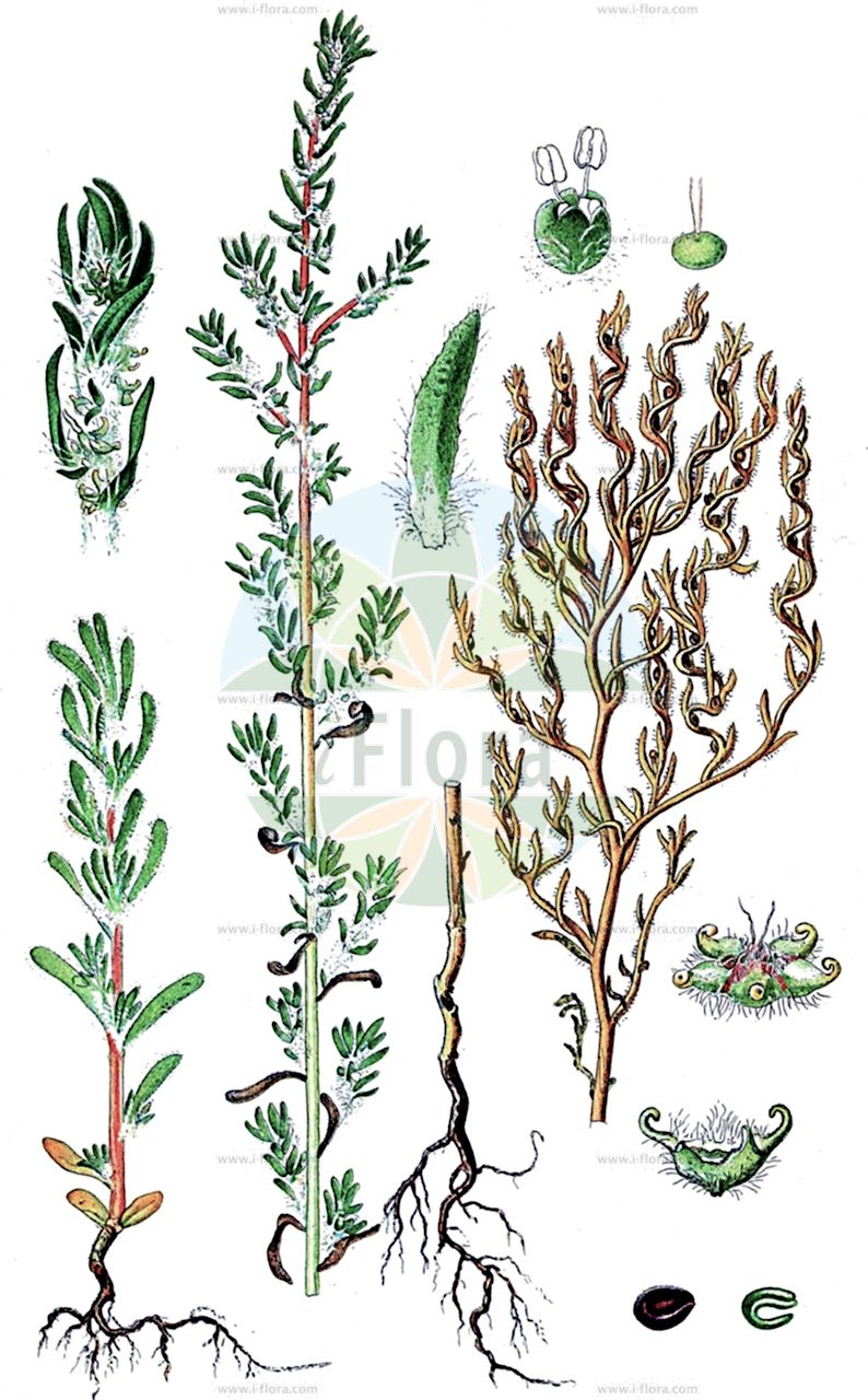 Bassia crassifolia - Amaranthaceae,Plantae,Pteridobiotina,Angiosperms,Caryophyllales,Amaranthaceae,Bassia,Bassia crassifolia,Bassia hirsuta, Chenolea hirsuta, Chenopodium hirsutum, Chenopodium pallasianum, Echinopsilon crassifolius, Echinopsilon hirsutus, Kochia hirsuta, Salsola hirsuta, Schoberia obtusifolia, Schoberia pallasiana, Suaeda crassifolia, Suaeda drepanophylla, Suaeda hirsuta, Suaeda obtusifolia, Suaeda pallasiana, Willemetia hirsuta