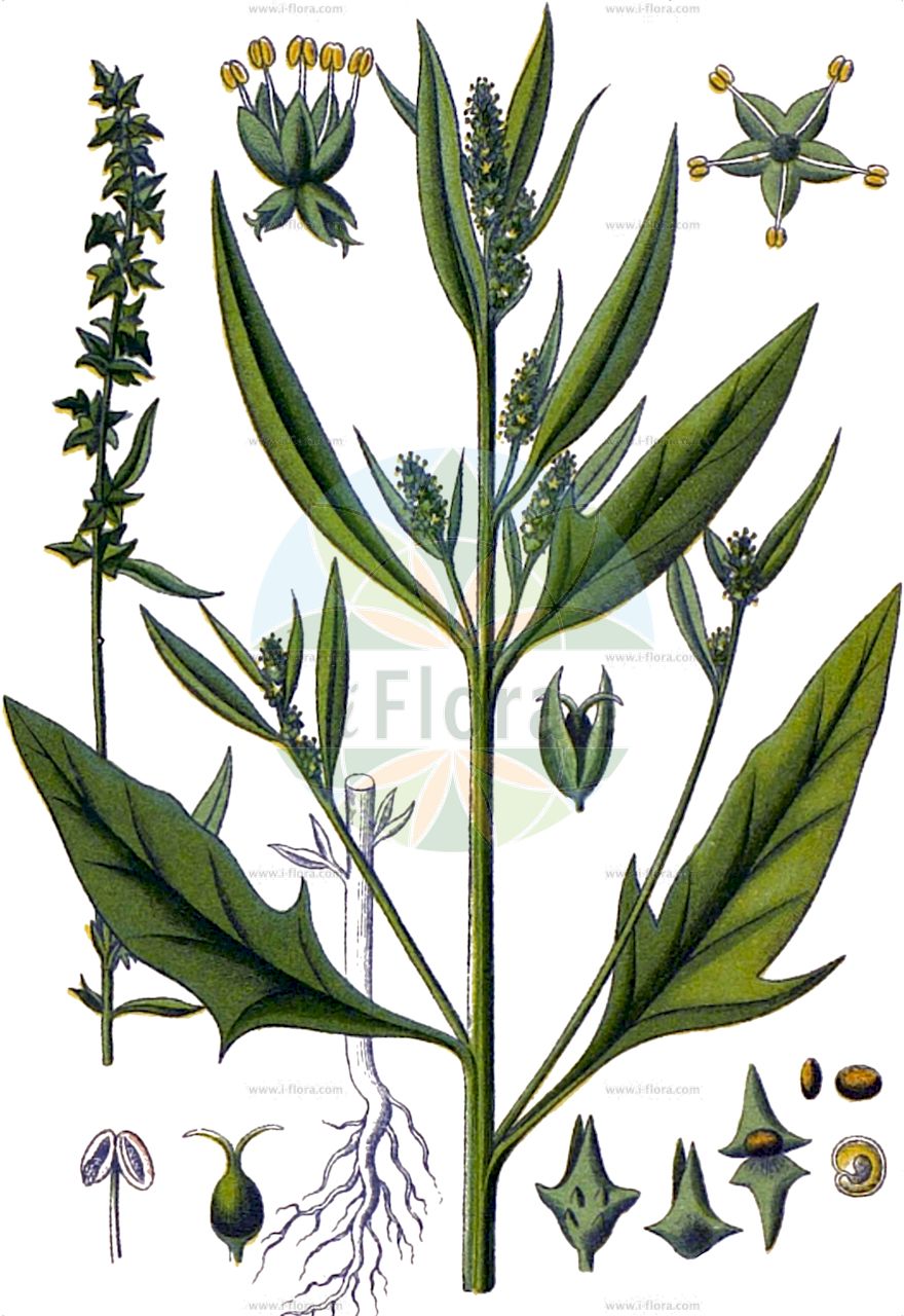 Atriplex patula - Amaranthaceae,Plantae,Pteridobiotina,Angiosperms,Caryophyllales,Amaranthaceae,Atriplex,Atriplex patula,Atriplex agrestis, Atriplex amana, Atriplex angustifolia, Atriplex erecta, Atriplex hastata subsp. patula, Atriplex hastata var. patula, Atriplex hastilifolia, Atriplex macrodira, Atriplex nemorensis, Atriplex oblongifolia var. patula, Atriplex patula subsp. amana, Atriplex patula subsp. patula, Atriplex patula subsp. producta, Atriplex patula var. angustifolia, Atriplex patula var. japonica, Atriplex patula var. patula, Atriplex patula var. producta, Atriplex polymorpha, Atriplex procumbens, Atriplex recta, Atriplex salina, Atriplex virgata, Chenopodium angustifolium, Chenopodium zosterifolium,Spreizende Melde;Ruten-Melde;Gewöhnliche Melde;common orache;spear orach;spearscal e;halberdleaf orache;spreading orache;gmelin's saltbush;spear saltbush;Arroche étalée;arroche des champs;arroche à feuilles larges;armuelle silvestre;orache;bledos moles;Atriplice erba correggiola;atriplice aperta;atriplice maggiore;atriplice comune;erba coreggiola;atriplice erba corregiola;uitstaande melde;armoles;лебеда раскидистая;mızraklıca;labot;salat de fulla estreta;široka pepeljuga;gårdmålla;vägmålla;svinemælde;łoboda rozłożysta;navadna loboda;terebélyes laboda;lebeda rozkladitá;lobodă;loboda konáristá;loboda kozložitá;лутига розлога;раздлонена лобода;разстлана лобода;harilik malts;izplestā balodene;svinemelde;kylämaltsa;akurhrímblaðka;дивиља лобода;обична лoбода;plačioji balandūnė;ατρίπλια;cǎo dì bīn lí;草地滨藜