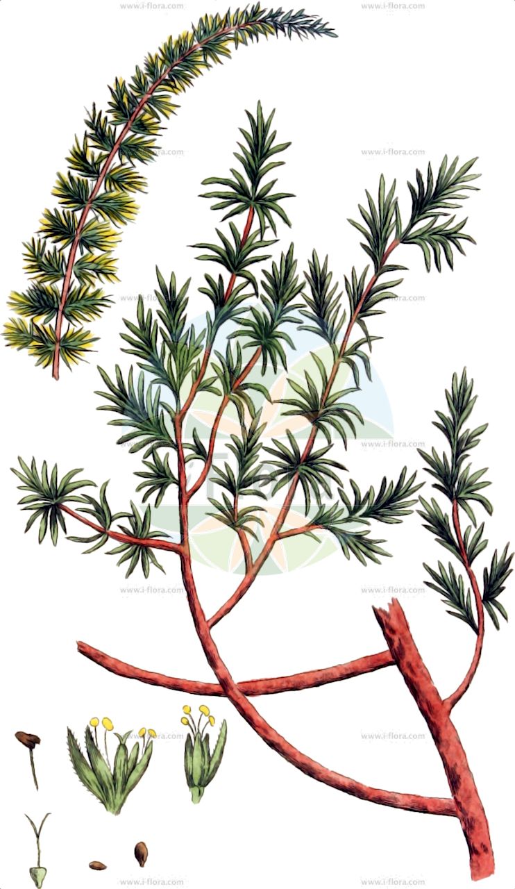 Camphorosma monspeliaca - Amaranthaceae,Plantae,Pteridobiotina,Angiosperms,Caryophyllales,Amaranthaceae,Camphorosma,Camphorosma monspeliaca,Camphorata hirsuta, Camphorata monspeliaca, Camphorata perennis, Camphorata ruthenica, Camphorosma glabra, Camphorosma hirsuta, Camphorosma lessingii var. pulviniformis, Camphorosma monspeliaca subsp. monspeliaca, Camphorosma monspeliaca var. pulviniformis, Camphorosma monspeliense, Camphorosma nestensis, Camphorosma perennis, Camphorosma ruthenica, Camphorosma vigintimilleis,Strauchiges Kampferkraut;camphrée de Montpellier;camphorine de Montpellier;alcanforada;canforada;rebollo;sisallo alcanforado;camforosma;canforata di Montpellier;камфоросма марсельская;ezgen;kamforozmë;camforada;primorska kafranka;камфоросма монпелійська;монпелийска камфорка;zhāng wèi lí;樟味藜