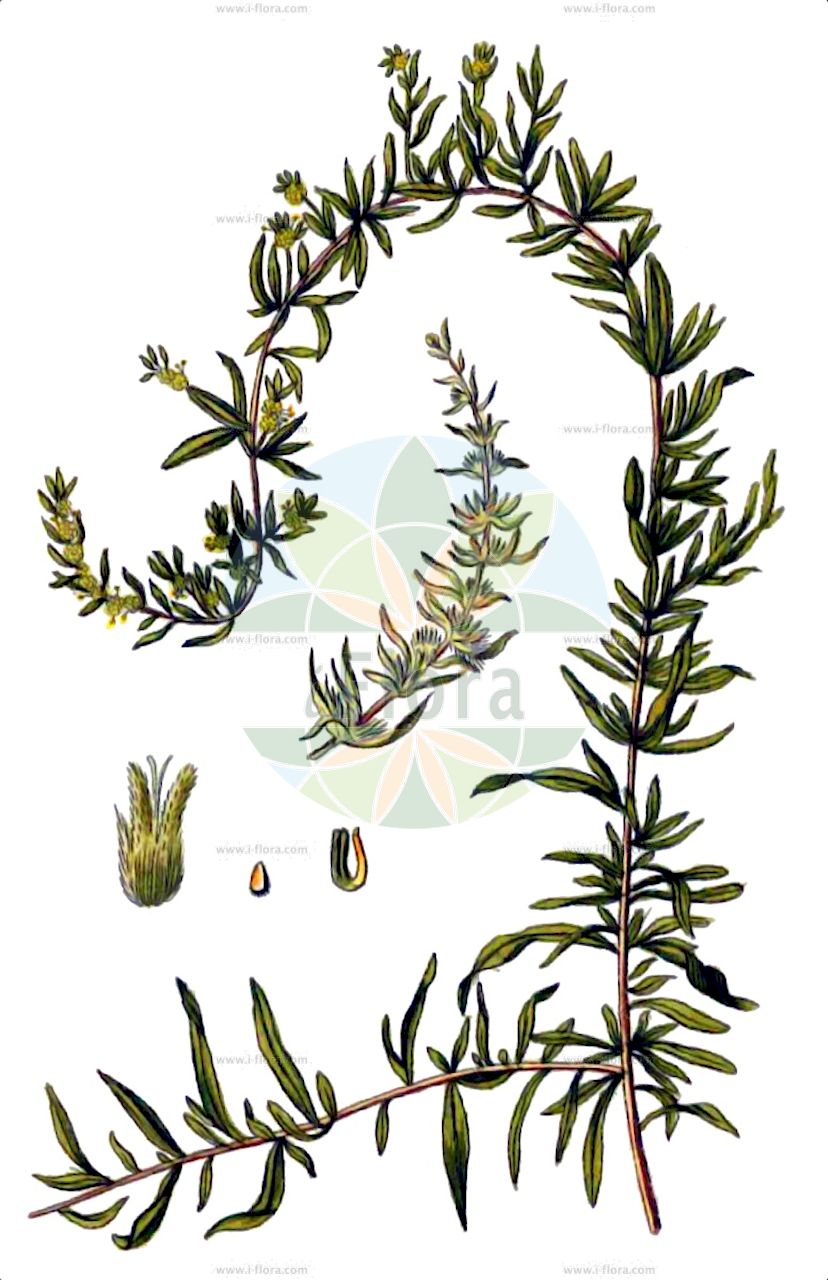 Krascheninnikovia ceratoides - Amaranthaceae,Plantae,Pteridobiotina,Angiosperms,Caryophyllales,Amaranthaceae,Krascheninnikovia,Krascheninnikovia ceratoides,Achyranthes papposa, Axyris ceratoides, Ceratoides arborescens, Ceratoides compacta, Ceratoides compacta, Ceratoides compacta var. longipilosa, Ceratoides eversmanniana, Ceratoides intramongolica, Ceratoides latens, Ceratoides lenensis, Ceratoides papposa, Ceratoides pungens, Ceratospermum papposum, Diotis ceratoides, Diotis ferruginea, Eurotia arborescens, Eurotia ceratoides, Eurotia ceratoides f. tragacanthoides, Eurotia ceratoides var. ferruginea, Eurotia ceratoides var. lanata, Eurotia ceratoides var. latifolia, Eurotia ceratoides var. pratensis, Eurotia ceratoides var. pungens, Eurotia ceratoides var. tenuifolia, Eurotia ceratoides var. tragacanthoides, Eurotia compacta, Eurotia eversmanniana, Eurotia ferruginea, Eurotia lanata, Eurotia lanata var. subspinosa, Eurotia lenensis, Eurotia prostrata, Eurotia pungens, Krascheninnikovia arborescens, Krascheninnikovia ceratoides subsp. tragacanthoides, Krascheninnikovia ceratoides var. pratensis, Krascheninnikovia compacta, Krascheninnikovia compacta var. longipilosa, Krascheninnikovia intramongolica, Krascheninnikovia latens, Krascheninnikovia lenensis, Krascheninnikovia longipilosa, Krascheninnikovia pungens, Krascheninnikovia pungens, Saltia papposa,Östliche Hornmelde;рогач песчаный;fırçasirken;pamacslaboda;bělostník růžkatý;білолозник сірий;tuó róng lí;驼绒藜