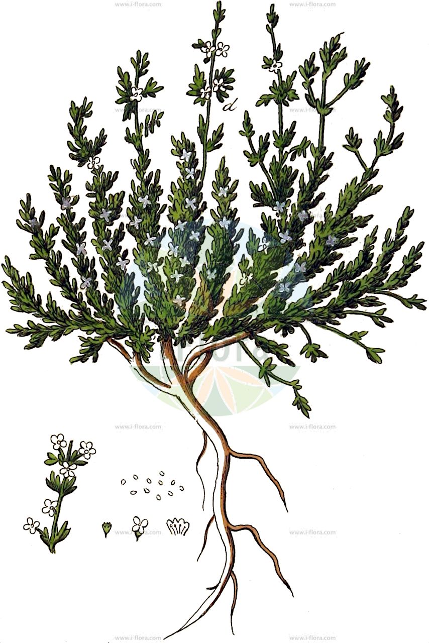 Halogeton sativus - Amaranthaceae,Plantae,Pteridobiotina,Angiosperms,Caryophyllales,Amaranthaceae,Halogeton,Halogeton sativus,Echtes Salzkraut;barrilla de Alicante;barrilla fina;espejuelo;галогетон;barrella d'Alacant;barrella fina