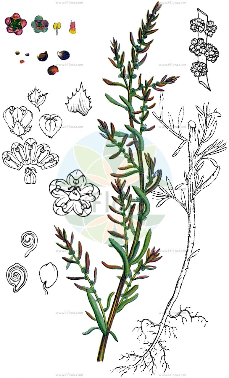 Suaeda maritima - Amaranthaceae,Plantae,Pteridobiotina,Angiosperms,Caryophyllales,Amaranthaceae,Suaeda,Suaeda maritima,Atriplex maritima, Chenopodina aestuaria, Chenopodina bacciformis, Chenopodina filiformis, Chenopodina maritima, Chenopodina maritima var. erecta, Chenopodina maritima var. vulgaris, Chenopodina prostrata, Chenopodina sativa, Chenopodina spicata, Chenopodina tortuosa, Chenopodium crassifolium, Chenopodium filiforme, Chenopodium hortense, Chenopodium hostii, Chenopodium jacquinii, Chenopodium macrocarpum, Chenopodium maritimum, Chenopodium prostratum, Chenopodium spicatum, Cochliospermum cavanillesii, Dondia maritima, Lerchia maritima, Salsola indica, Salsola maritima, Salsola sedoides, Schoberia crassifolia, Schoberia indica, Schoberia maritima, Suaeda albescens, Suaeda cavanillesiana, Suaeda chenopodioides, Suaeda fernaldii, Suaeda indica, Suaeda maritima subsp. richii, Suaeda maritima var. cavanillesiana, Suaeda maritima var. maritima, Suaeda maritima var. perennans, Suaeda maritima var. vulgaris, Suaeda nudiflora, Suaeda prostrata, Suaeda richii,Strand-Sode;Strand-Salzmelde;Klein-Sode;Chenopodium maritimum;annual sea-blite;white sea-blite;atlantic sea-blite;salt goosefoot;herbaceous seepweed;soude maritime;blanchette;suéda en épis;suéda maritime;marroquines;espejuelo;cañametes;babosa;almajo;matilla;salitrera;sosa blanca;sosa negra;suaeda;suaeda marittima;schiet-wilg;klein schorrekruid;schorrekruid;valverde-de-praia;сведа приморская;minurth;salat marítim;primorska jurčica;saltört;strandgåsefod;sodówka nadmorska;hama-matsu-na;ハママツナ;primorski slanorad;heverő sóballa;magyar sóballa;solnička rozprostřená;содник простертий;морска суеда;rand-soodahein;saftmelde;pikkukilokki;salturt