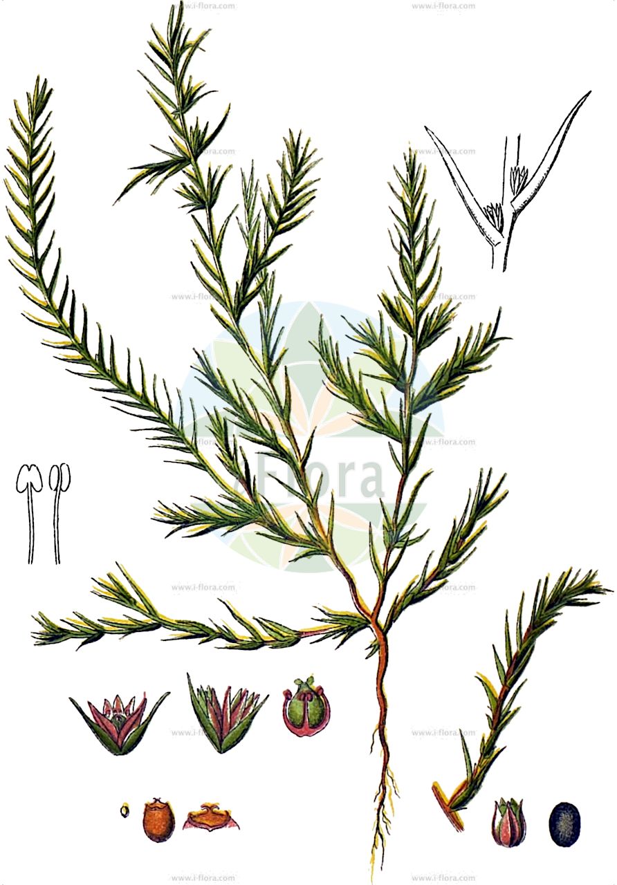 Polycnemum arvense - Amaranthaceae,Plantae,Pteridobiotina,Angiosperms,Caryophyllales,Amaranthaceae,Polycnemum,Polycnemum arvense,Polycnemum minus, Rovillia glabra,Acker-Knorpelkraut;soft needleleaf;field polycnemum;field needleleaf;Polycnème des champs;polycnème;petit polycnème;amarantillo espinoso;Canforata selvatica;canforata bastarda;knarkruid;хруплявник полевой;хрупляк меньший;шилолист полевой;selmo;poliknema e fushës;herba pinera;poljska jelica;broskört;chrząstkowiec polny;chrząstkowiec pospolity;njivski brustec;közönséges torzon;chruplavník rolní;scîrțîitoare;chrumkavec roľný;полска хрупенка;tīruma poliknēma;otarustoruoho;њивска јелица;dirvinė nariuotė;μικρό πολίκνημο;duō jié cǎo;多节草