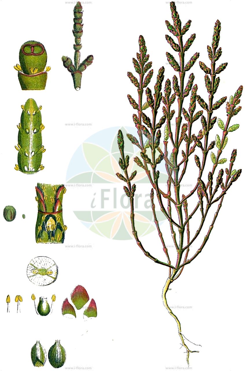 Salicornia europaea - Amaranthaceae,Plantae,Pteridobiotina,Angiosperms,Caryophyllales,Amaranthaceae,Salicornia,Salicornia europaea,Salicornia annua, Salicornia biennis, Salicornia brachystachya, Salicornia brachystachya var. gracilis, Salicornia europaea subsp. brachystachya, Salicornia europaea subsp. europaea, Salicornia europaea subsp. simonkaiana, Salicornia europaea var. europaea, Salicornia europaea var. herbacea, Salicornia herbacea, Salicornia herbacea var. annua, Salicornia herbacea var. biennis, Salicornia herbacea var. brachystachya, Salicornia herbacea var. gracilis, Salicornia ramosissima var. gracilis, Salicornia simonkaiana, Salicornia stricta,Gewöhnlicher Queller;Glasschmalz;Europäischer Queller;Kurzähren-Queller;Queller;common glasswort;purple glasswort;glaucous glasswort;red swampfire;slender grasswort;salicorne d'Europe;corail de mer;passe-pierre;salicorne herbacée;salicornie;salicornia;erba kali;salicornia europea;zeekraal;zeesalade;kortarige zeekraal;солерос европейский;солерос травянистый;ambruk;salicorn herbaci;glasört;almindelig salturt;soliród zielny;akkeshisô;アッケシソウ;navadni osočnik;iarbă sărată europiană;солонець європейький;европейска солянка;harilik soolarohi;salturt;punasuolayrtti;suolayrtti;pirkan esboni;פִּרְקָן עֶשְׂבּוֹנִי;σαλικορνία ποώδης;yán jiǎo cǎo;盐角草