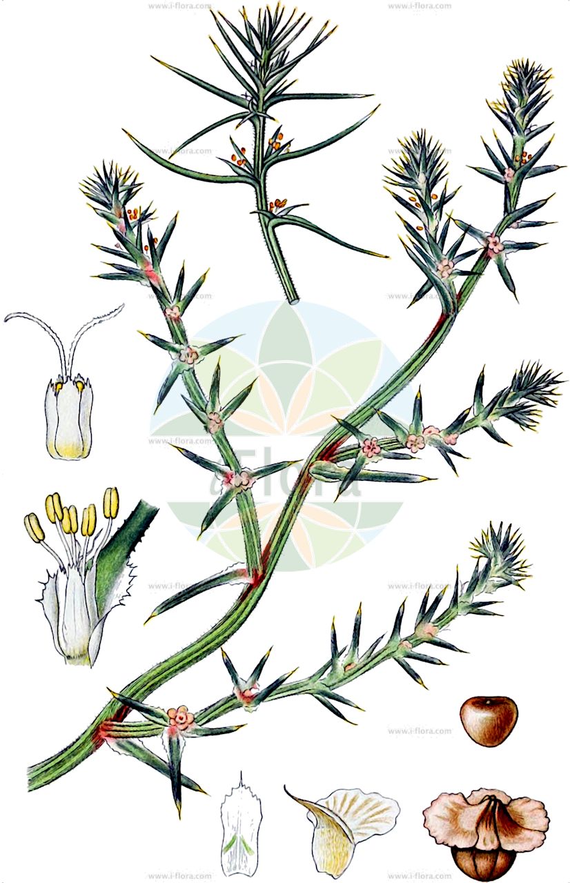Salsola kali subsp. tragus - Amaranthaceae,Plantae,Pteridobiotina,Angiosperms,Caryophyllales,Amaranthaceae,Salsola,Salsola kali,Salsola kali subsp. tragus,Salsola dichracantha, Salsola iberica, Salsola kali var. pseudotragus, Salsola kali var. tenuifolia, Salsola kali var. tragus, Salsola ruthenica var. filifolia, Salsola tragus, Salsola tragus subsp. iberica
