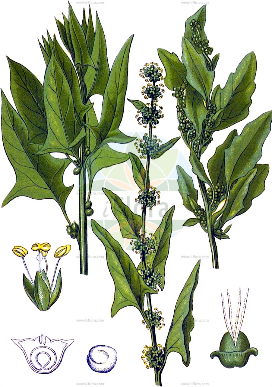 Spinacia oleracea - Amaranthaceae,Plantae,Pteridobiotina,Angiosperms,Caryophyllales,Amaranthaceae,Spinacia,Spinacia oleracea,Chenopodium oleraceum, Spinacia glabra, Spinacia inermis, Spinacia spinosa,Spinat;Gemüse-Spinat;spinach;Epinard;épinard;épinard à épines;épinard sans épines;espinaca;Spinacio comune;spinacio;spinazie;espinafre;chama-da-floresta;шпинат огородный;ıspanak;spinaq;špinat;spenat;spinat;szpinak warzywny;navadna špinača;spenót;špenát setý;špenát siaty;шпинат городній;спанак;spinat;pinaatti;шпинат;spanakh;bō cài shǔ;菠菜属;si geum chi;시금치