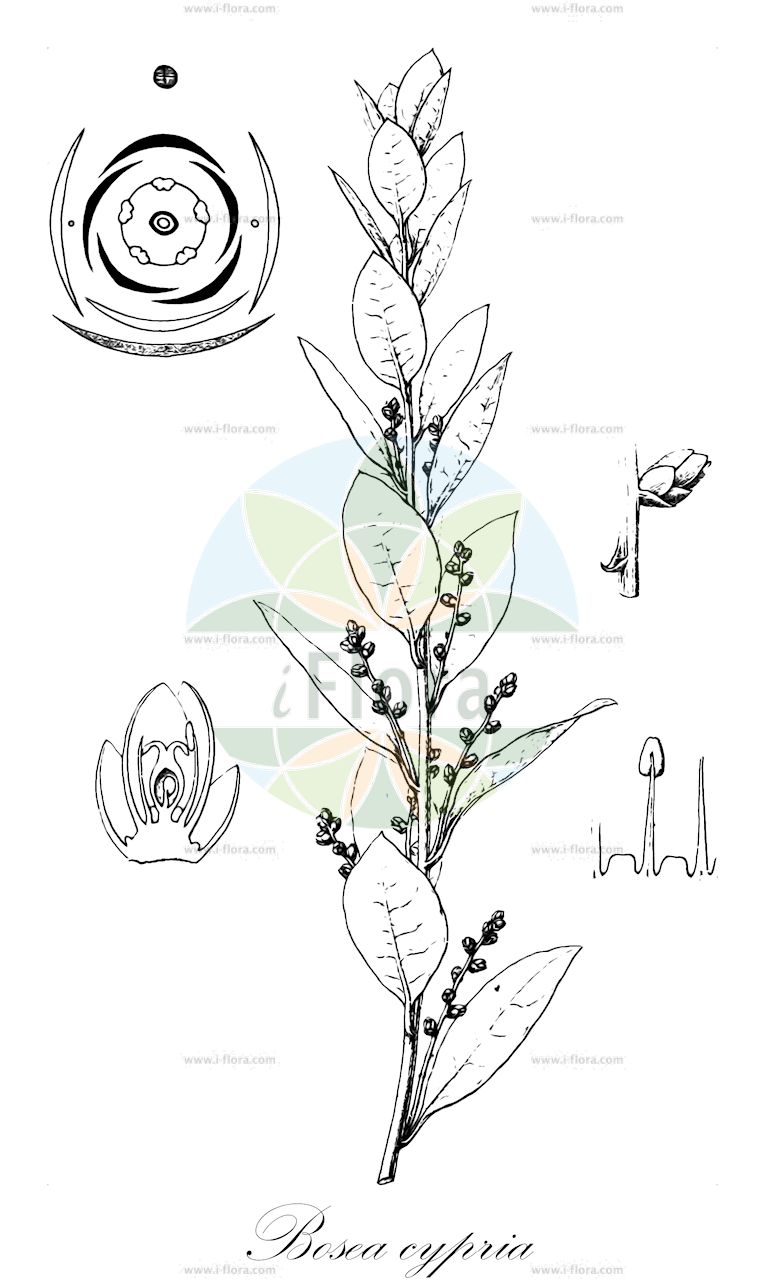 Bosea yervamora - Amaranthaceae,Plantae,Pteridobiotina,Angiosperms,Caryophyllales,Amaranthaceae,Bosea,Bosea yervamora,Bosea humilis