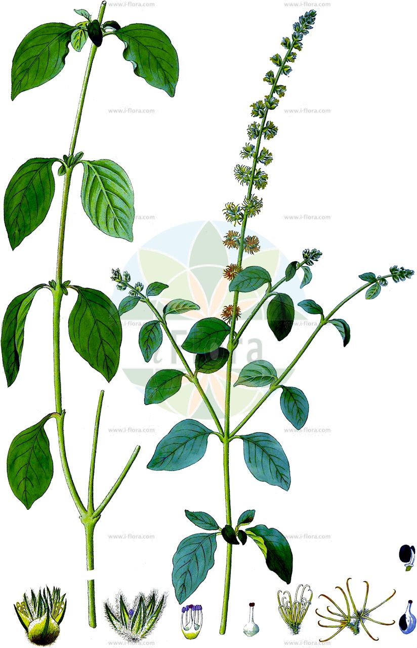 Pupalia lappacea - Amaranthaceae,Plantae,Pteridobiotina,Angiosperms,Caryophyllales,Amaranthaceae,Pupalia,Pupalia lappacea,Achyranthes atropurpurea, Achyranthes echinata, Achyranthes lappacea, Achyranthes patula, Achyranthes styracifolia, Aerva velutina, Amaranthus arctioideus, Cadelari lappacea, Codivalia lappacea, Codivalia patula, Desmochaeta flavescens, Desmochaeta lappacea, Desmochaeta patula, Desmochaeta sanguinolenta, Desmochaeta xanthioides, Pupalia atropurpurea, Pupalia lappacea var. lappacea