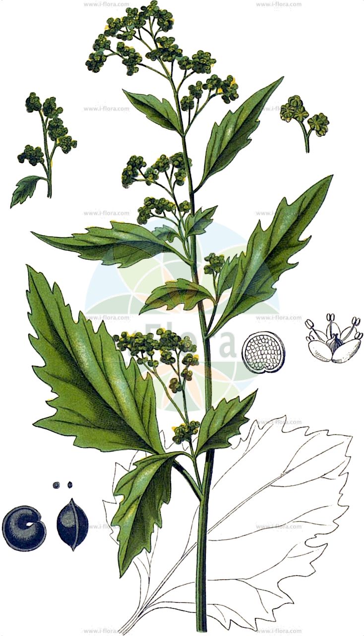 Chenopodiastrum murale - Amaranthaceae,Plantae,Pteridobiotina,Angiosperms,Caryophyllales,Amaranthaceae,Chenopodiastrum,Chenopodiastrum murale,Mauer-Gänsefuß;nettle-leaved goosefoot;sowbane;nettle-leaf goosefoot;nettle-leaved fat-hen;wall goosefoot;Chénopode des murs;ansérine des murs;patte-d'oie des murs;sénille;vraie patte d'oie;cenizo;quinoa negra;yuyo negra;caledonia;hierba gallinazo;chual;quelite cenizo;paico de gallinazo;ceñiglo;cenizo negro;pie de ganso;Farinello murale;chenopodio dei muri;zampa d'oca;pie de anserino;skogs-säv;muurganzevoet;pe-de-ganso;pé-de-ganso;farinheira;galinhas-gordas;марь стенная;minuer;minueri muresh;blet de paret;kamenjarka loboda;skogs-noppa;gatmålla;mur-gåsefod;komosa murowa;minato-akaza;ミナトアカザ;pozidna metlika;kőfali libaparéj;kőfali libatop;merlík zední;frunză-de-potcă;mrlík múrový;лобода мурова;стенна куча лобода;müür-hanemalts;mūru balanda;gatemelde;rauniosavikka;netlunjóli;мала пепељуга;kaf-'avaz ha'ashpot;כַּף=אֲוַז הָאַשְׁפּוֹת;mūrinė balanda;بقول