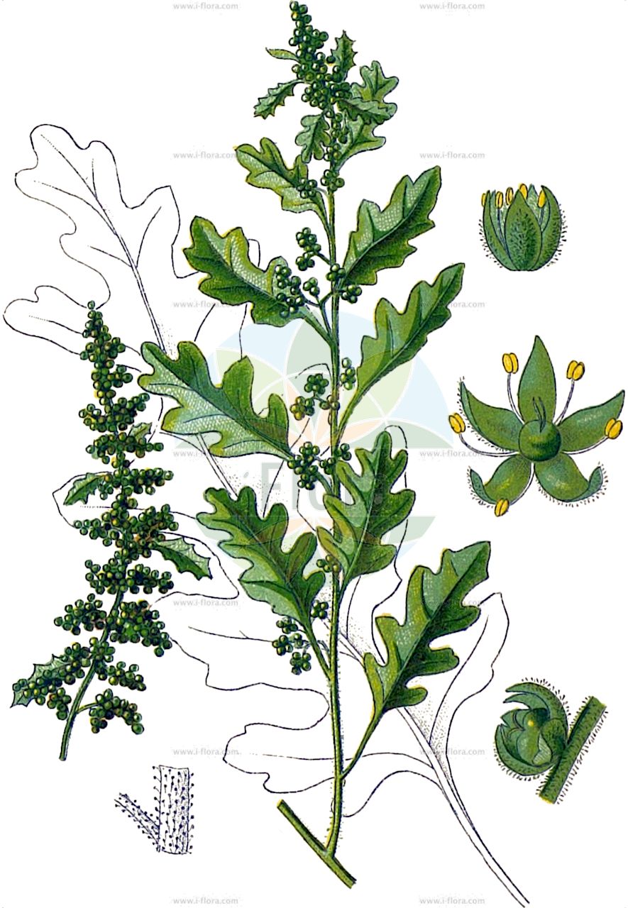 Dysphania botrys - Amaranthaceae,Plantae,Pteridobiotina,Angiosperms,Caryophyllales,Amaranthaceae,Dysphania,Dysphania botrys,Ambrina botrys, Ambrina foetida, Atriplex botrys, Botrydium aromaticum, Botrydium botrys, Botrys aromatica, Chenopodium aromaticum, Chenopodium botrydium, Chenopodium botryoides, Chenopodium botrys, Chenopodium ilicifolium, Chenopodium nepalense, Neobotrydium botrys, Roubieva botrys, Teloxys botrys, Vulvaria botrys,Klebriger Drüsengänsefuß;Klebriger Gänsefuß;Drüsen-Gänsefuß;Drüsiger Gänsefuss;sticky goosefoot;jerusalem-oak;feather-geranium;jerusalem-oak goosefoot;Chénopode botryde;chénopode en grappe;chénopode botride;ansérine à épis;chénopode botrys;herbe à printemps;piment;biengranada;hierba amarilla;hierba hormigera;hierba racimosa;milgranada;té de Valladolid;Farinello botri;botri;druifkruid;ambrosia-das-boticas;ambrósia-das-boticas;марь душистая;kızılbacak;minuer;minueri vile rrushi;bodris;ljepiva loboda;ekmålla;egebladet gåsefod;komosa wonna;lepljiva metlika;mirigyes libaparéj;mirigyes libatop;parajlibatop;merlík hroznovitý;merlík hroznový;peliniță grecească;știr călbatic odorat;mrlik strapcový;лобода запашна;огниче;kobar-hanemalts;smaržīgā balanda;eikemelde;tammisavikka;šimtagrūdė balanda;λουβουδιά
