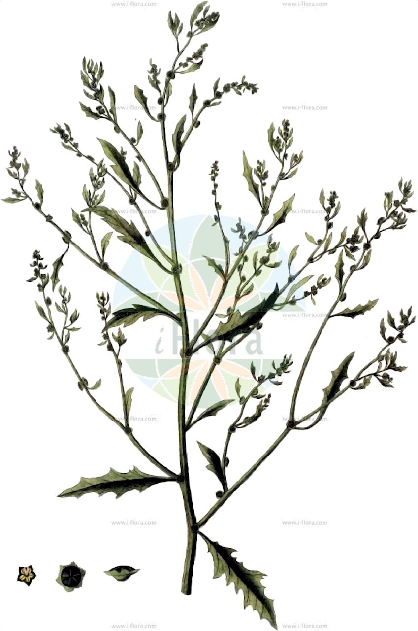 Cycloloma atriplicifolium - Amaranthaceae,Plantae,Pteridobiotina,Angiosperms,Caryophyllales,Amaranthaceae,Cycloloma,Cycloloma atriplicifolium,Amorea platyphylla, Chenopodium atriplicifolium, Chenopodium radiatum, Cyclolepis platyphylla, Cycloloma platyphylla, Cycloloma platyphyllum, Kochia atriplicifolia, Kochia platyphylla, Salsola atriplicifolia, Salsola platyphylla,Meldenblättriger Drüsengänsefuß;cycloloma à feuilles d'arroche;cycloloma;yuyo bola;cicloloma comune;barrilha-espinhosa;ciklolomë;hjulmålla