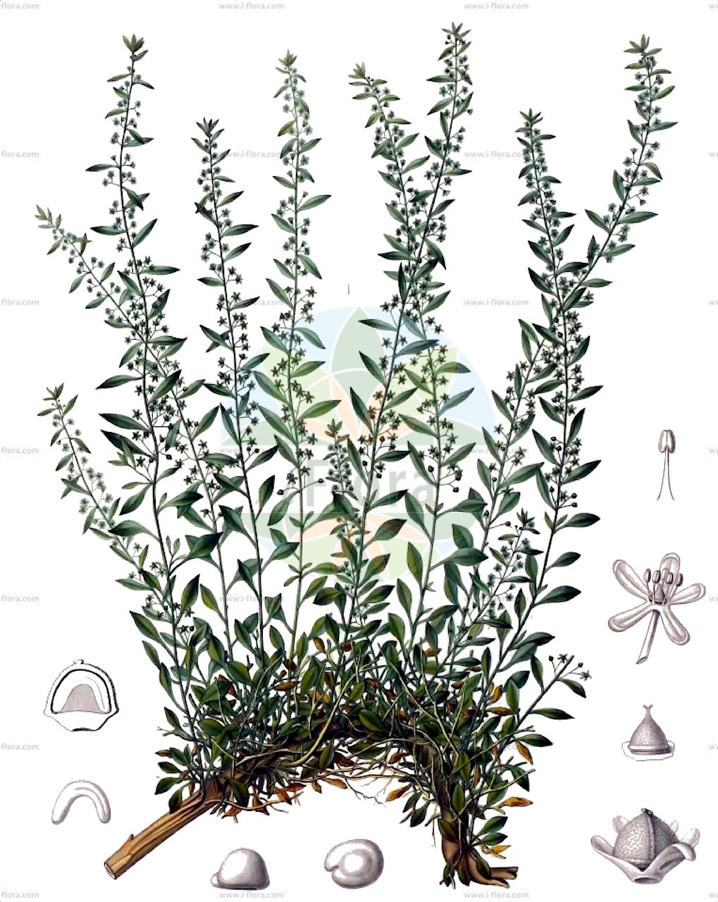 Oreobliton thesioides - Amaranthaceae,Plantae,Pteridobiotina,Angiosperms,Caryophyllales,Amaranthaceae,Oreobliton,Oreobliton thesioides,Neretia thesioides, Obione chenopodioides