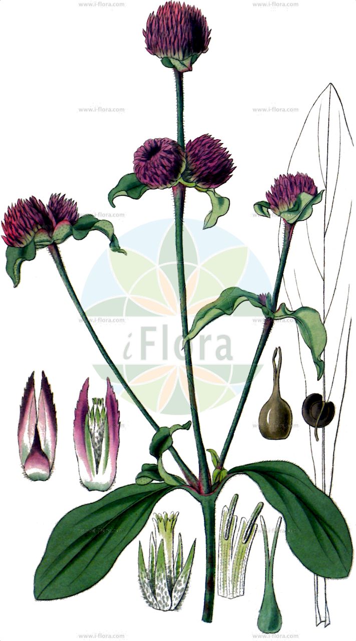 Gomphrena globosa - Amaranthaceae,Plantae,Pteridobiotina,Angiosperms,Caryophyllales,Amaranthaceae,Gomphrena,Gomphrena globosa,Amaranthoides globosa, Amaranthoides globosus, Amaranthoides globosus var. albiflorus, Gomphrena eriopoda, Gomphrena globosa var. albiflora, Gomphrena globosa var. aureiflora, Gomphrena globosa var. carnea, Gomphrena rubra, Gomphrena tumida, Xeraea globosa,Echter Kugelamarant;common globe-amaranth;gomphréna à tête globuleuse;amarantine globuleuse;immortelle;margrit;immortale;amor seco;amaranto redondo;perpetua;amarantina;amaranto globoso;siempre viva;gonfrena;falso trifoglio;amarantino perpetuino;kogelamarant;amaranto-globoso;gonfrena;perpétua;гомфрена;гомфрена головчатая;klotamarant;kugleamarant;sennichi-kô;センニチコウ;sennichi-sô;センニチソウ;гомфрена головчаста;kuleamarant;pallohäntä;qiān rì hóng;千日红;cheon il hong;천일홍